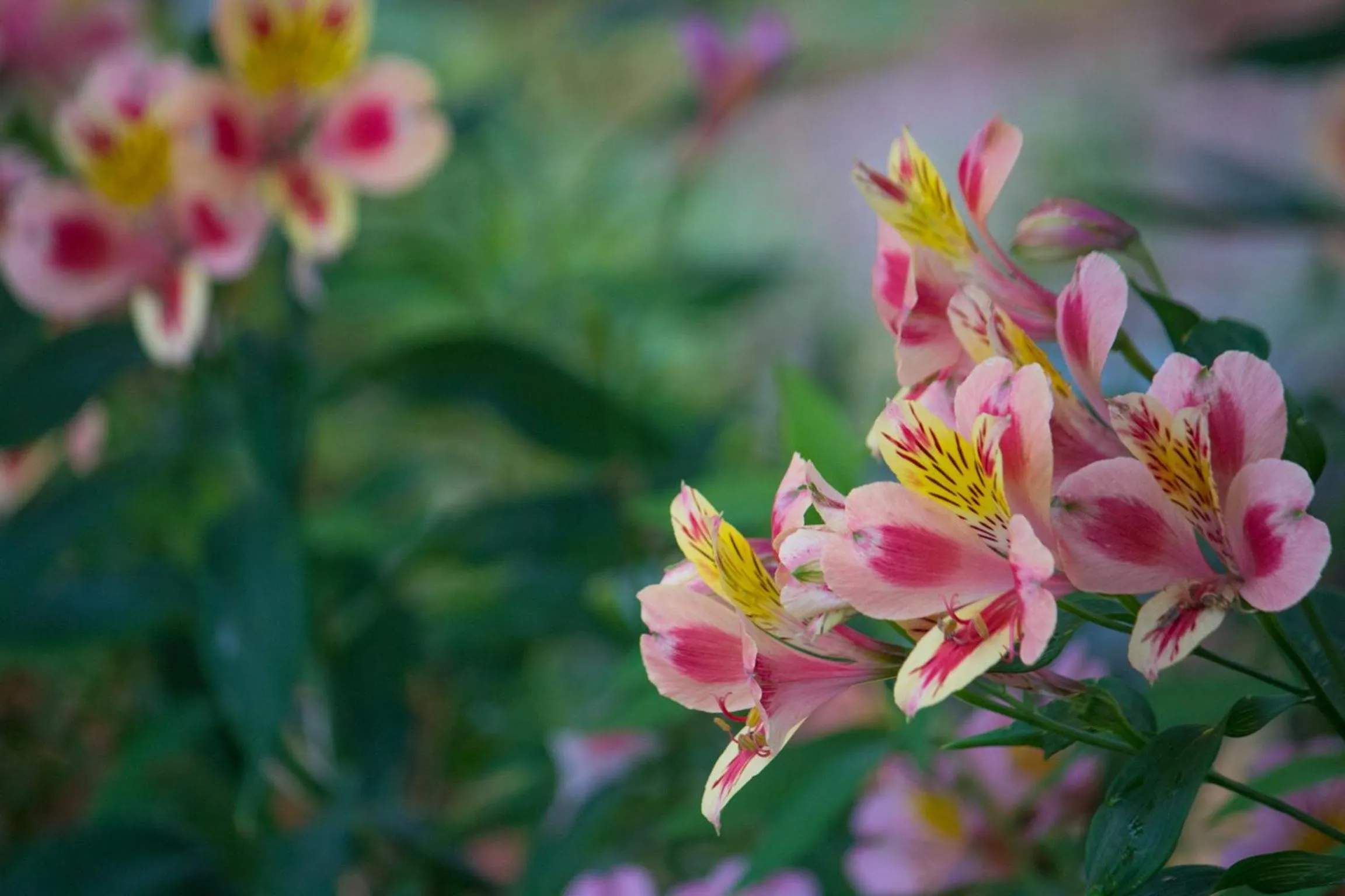 Spring in Cingjing Brilliant Twins of Seattle