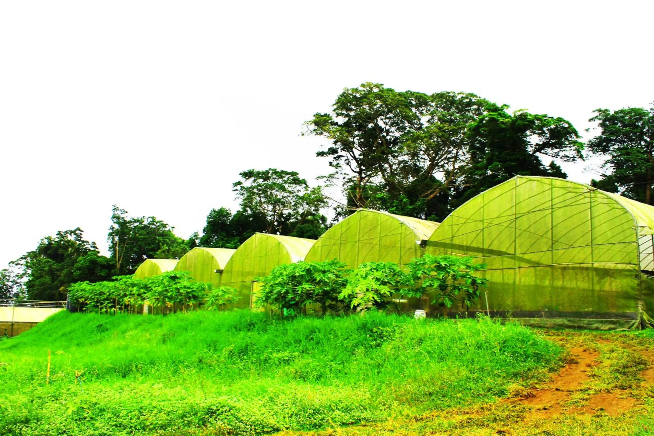 Activities in Forest Crest Nature Hotel and Resort Powered by ASTON