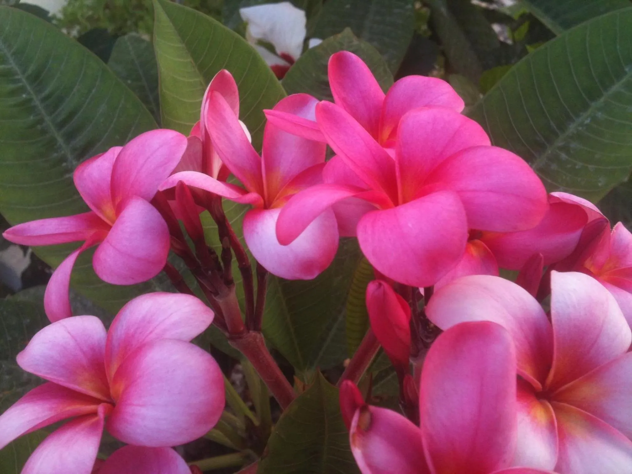 Garden in Lion-Suites