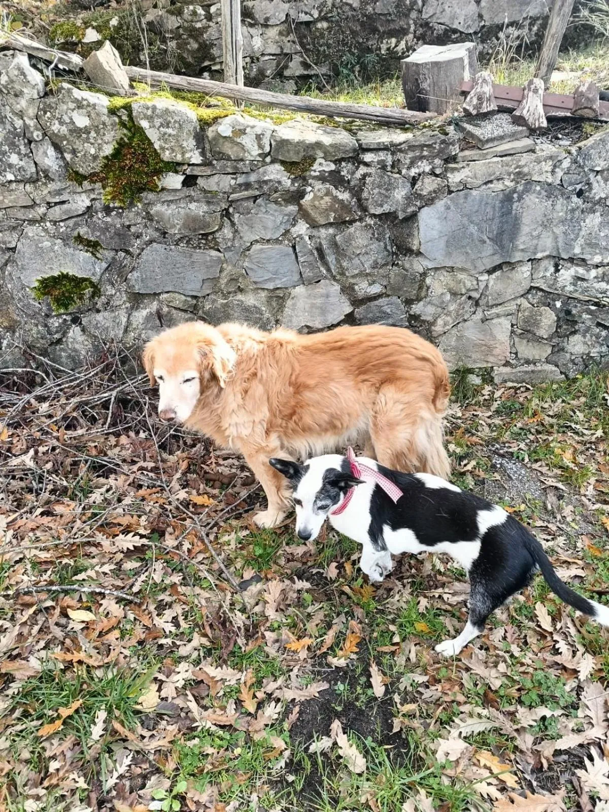 Alla tana del bianconiglio