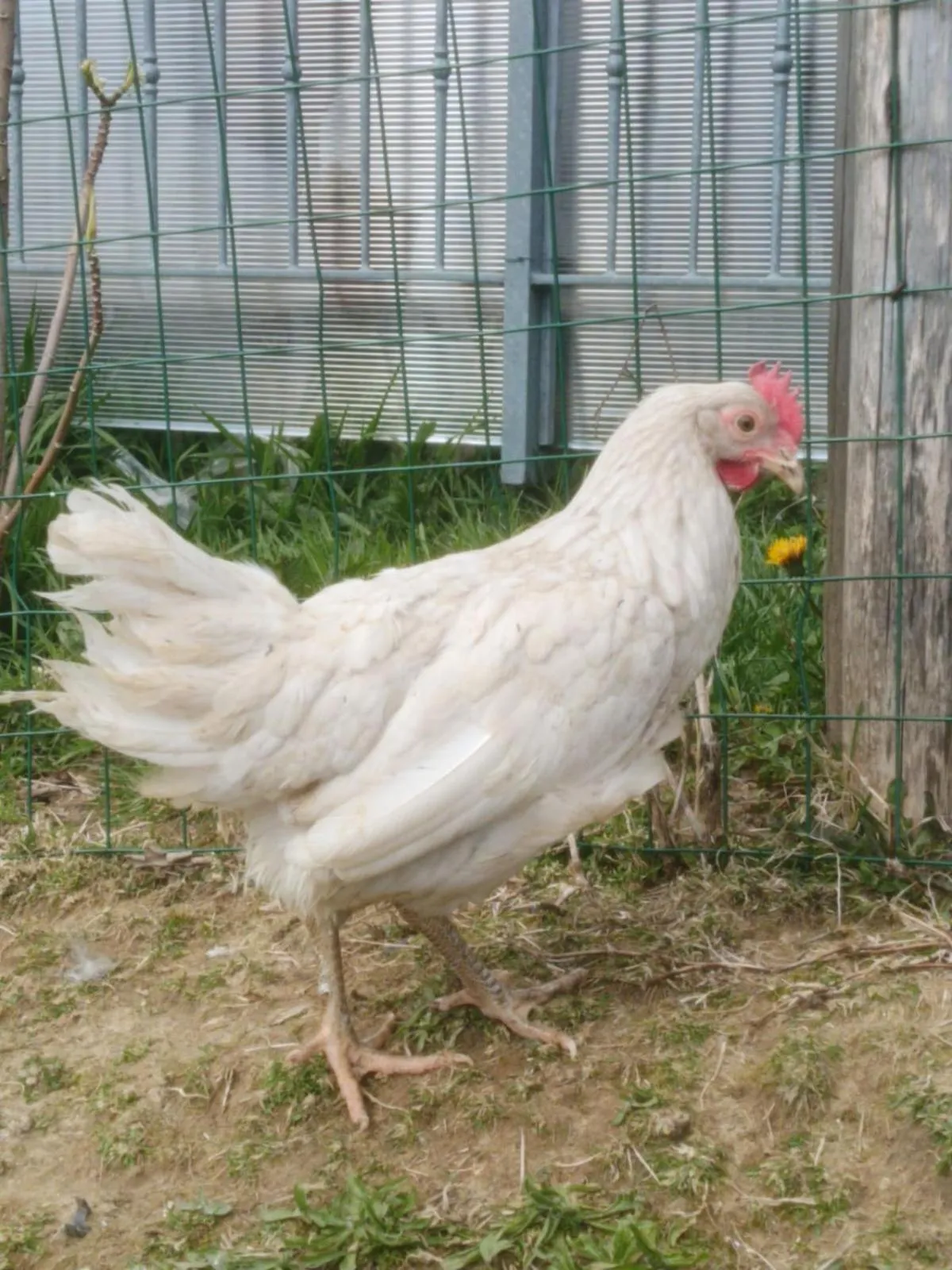 Alla tana del bianconiglio