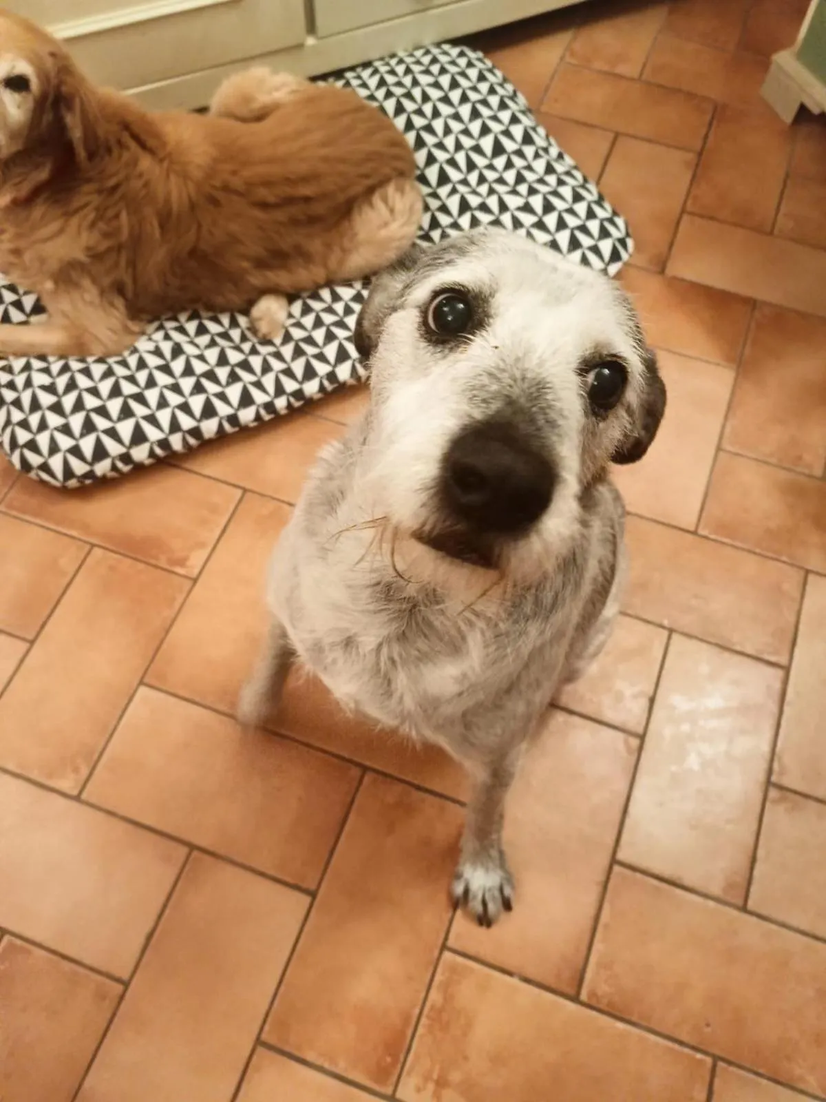 Alla tana del bianconiglio