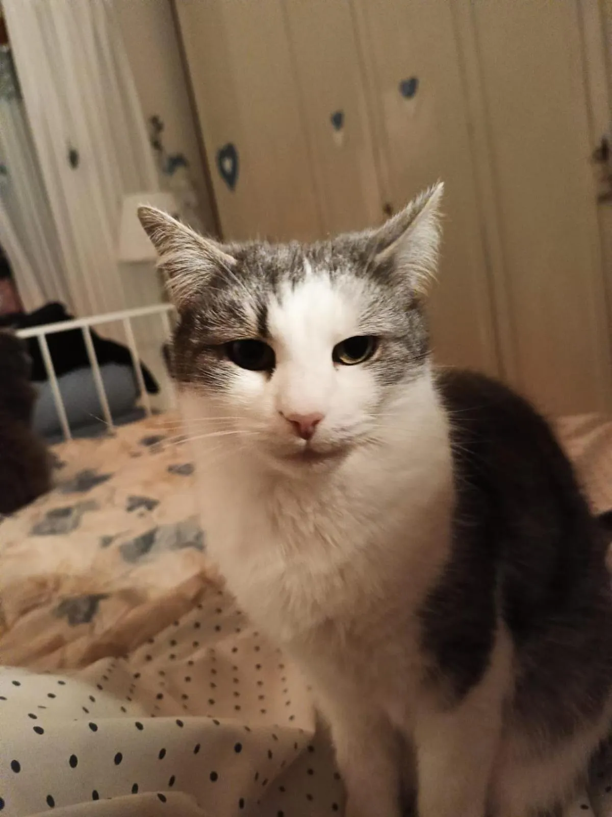 Alla tana del bianconiglio