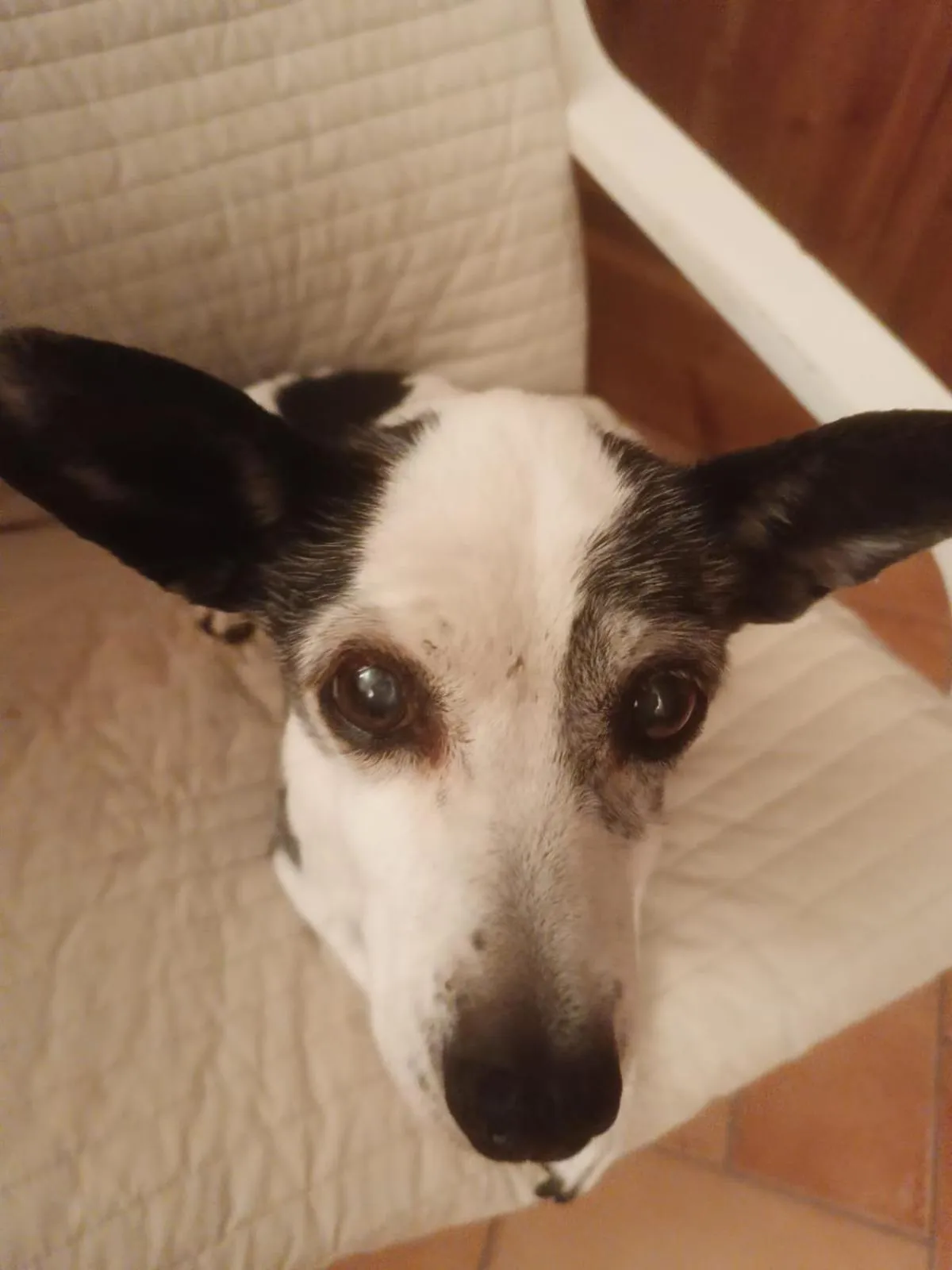 Alla tana del bianconiglio