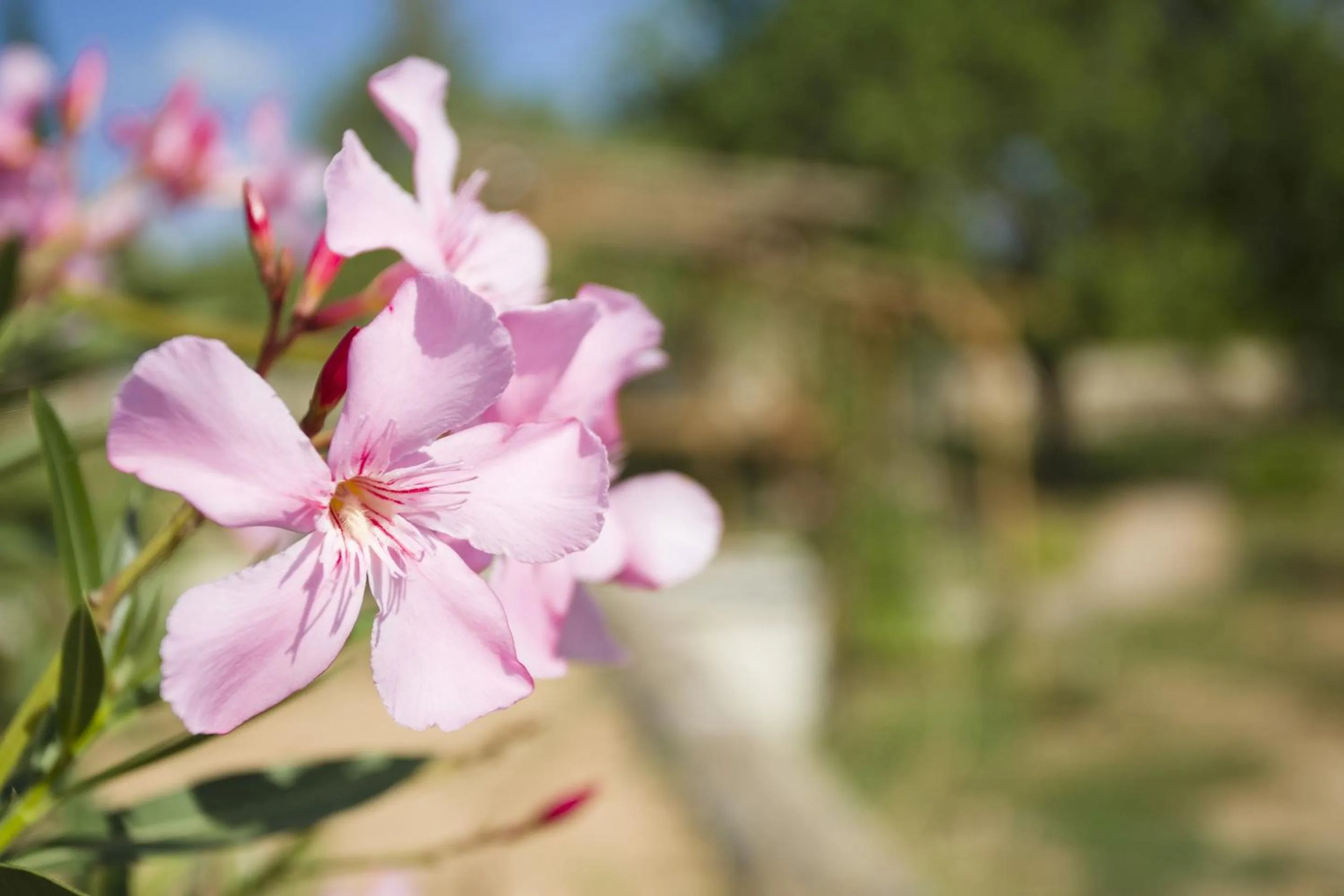 Decorative detail in LAS MARIPOSAS