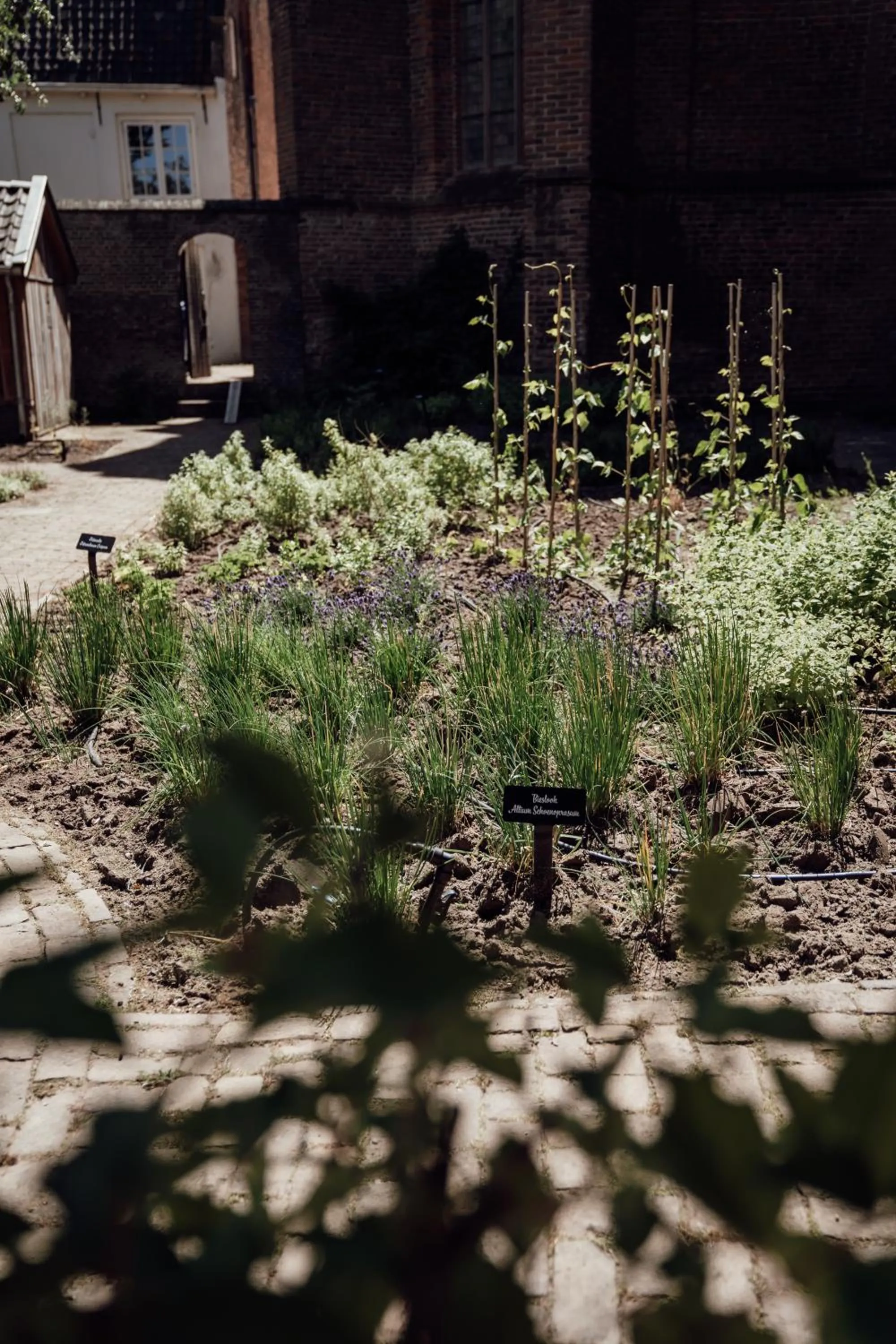 Garden in Broederenklooster