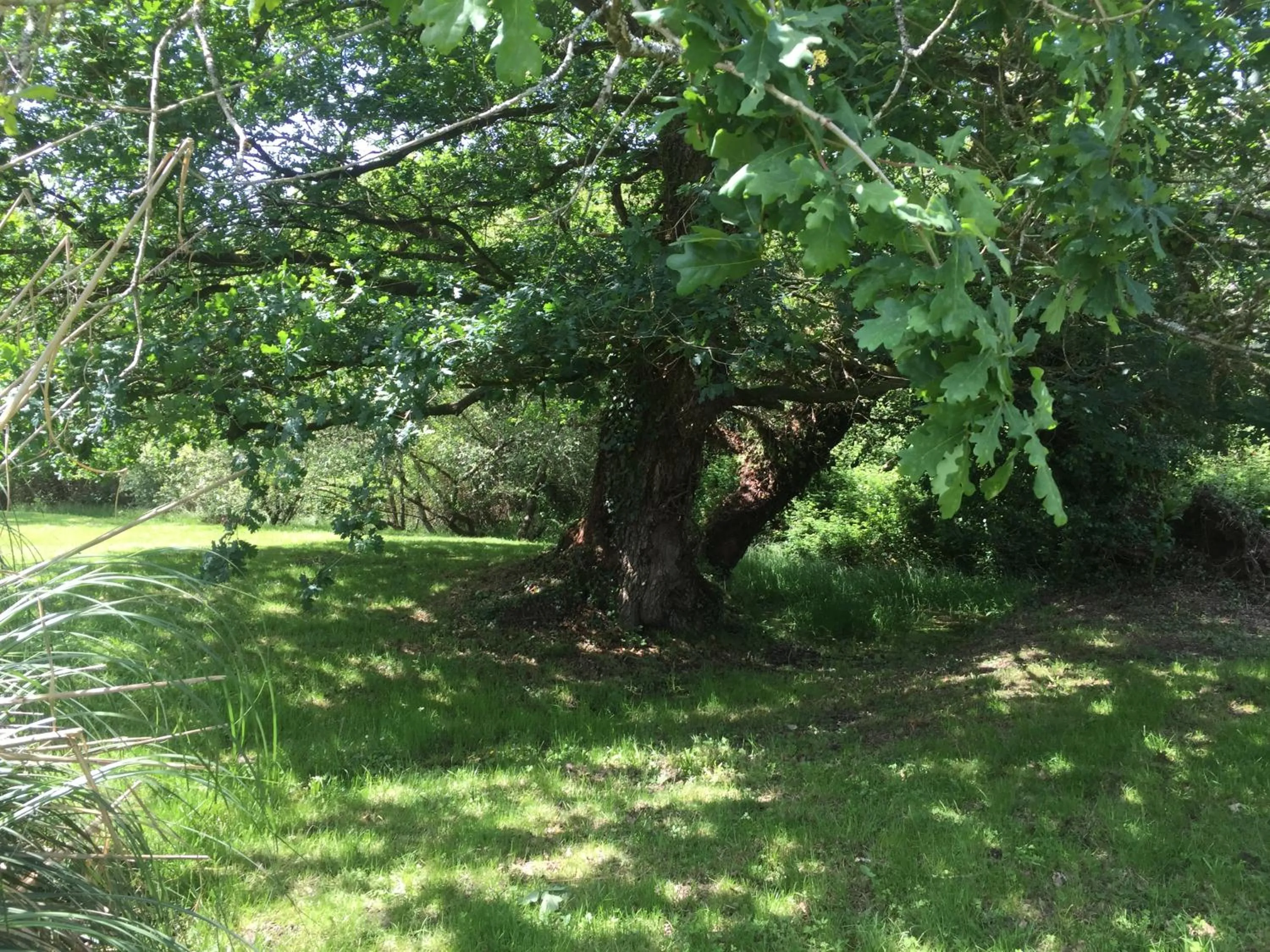 Garden in L'Intemporelle