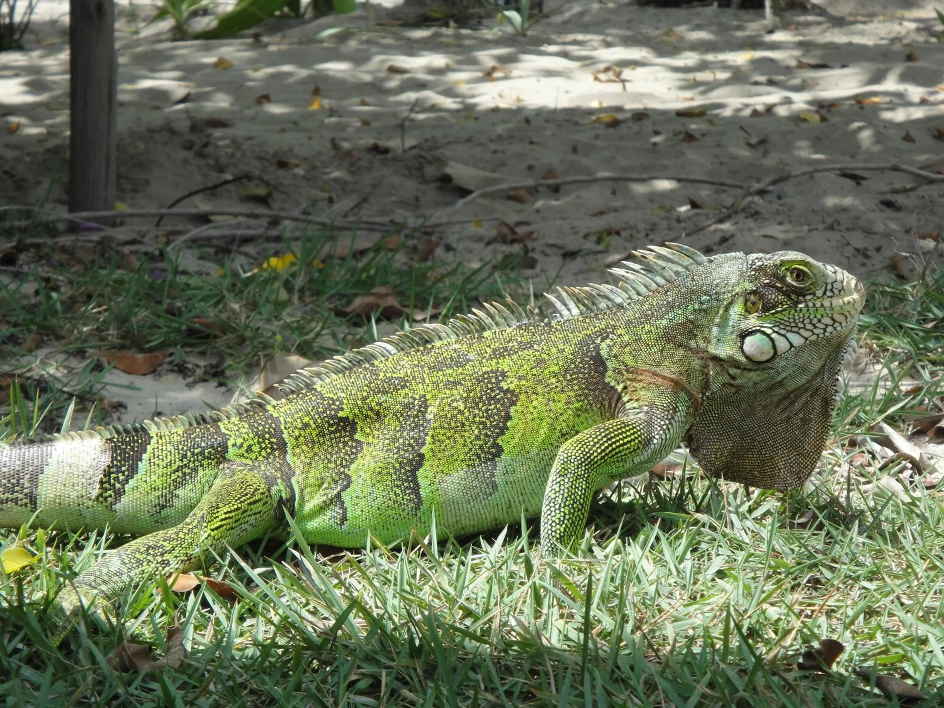 Garden in Pousada Portal do Vento
