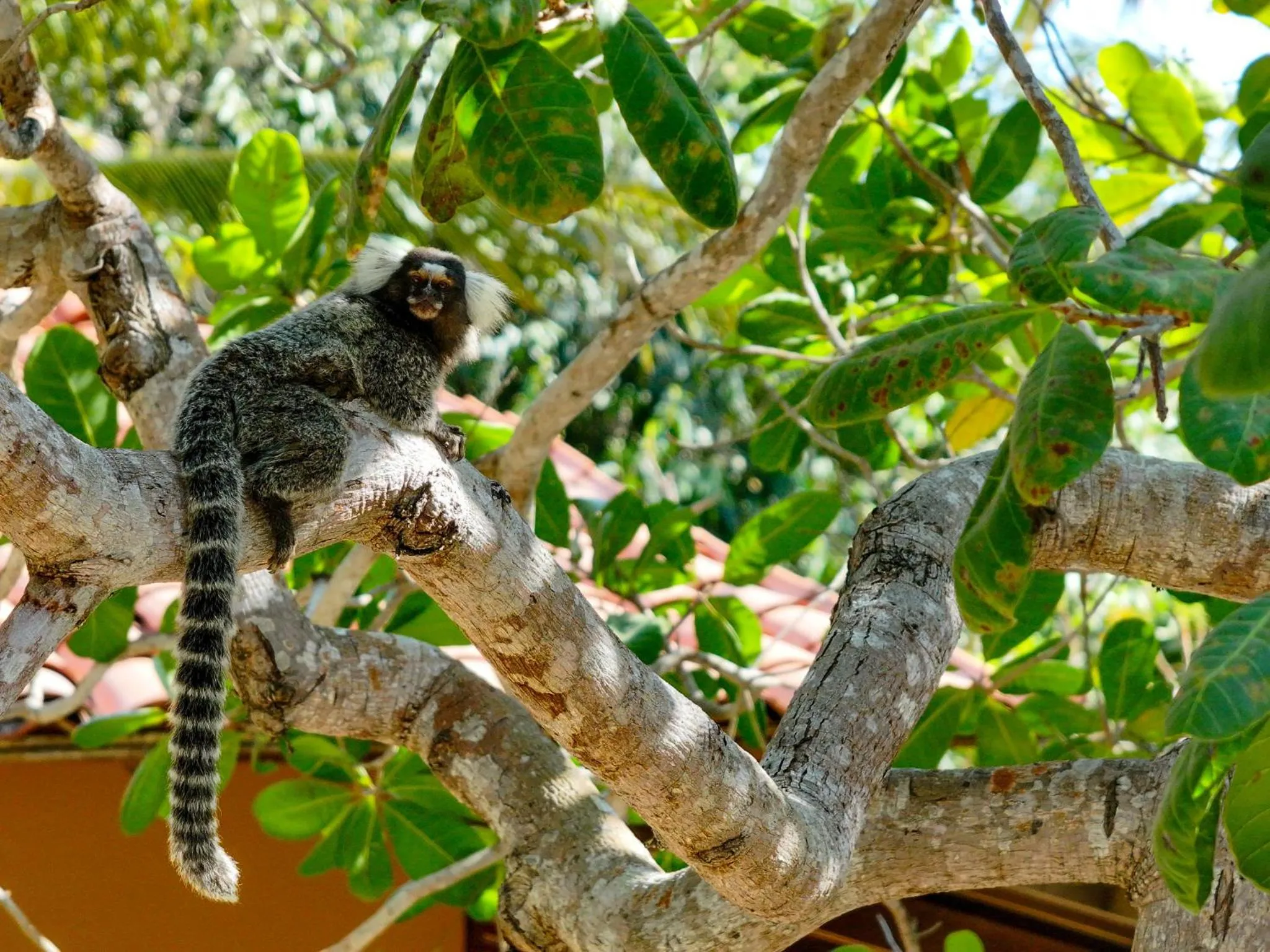 Animals in Pousada Portal do Vento