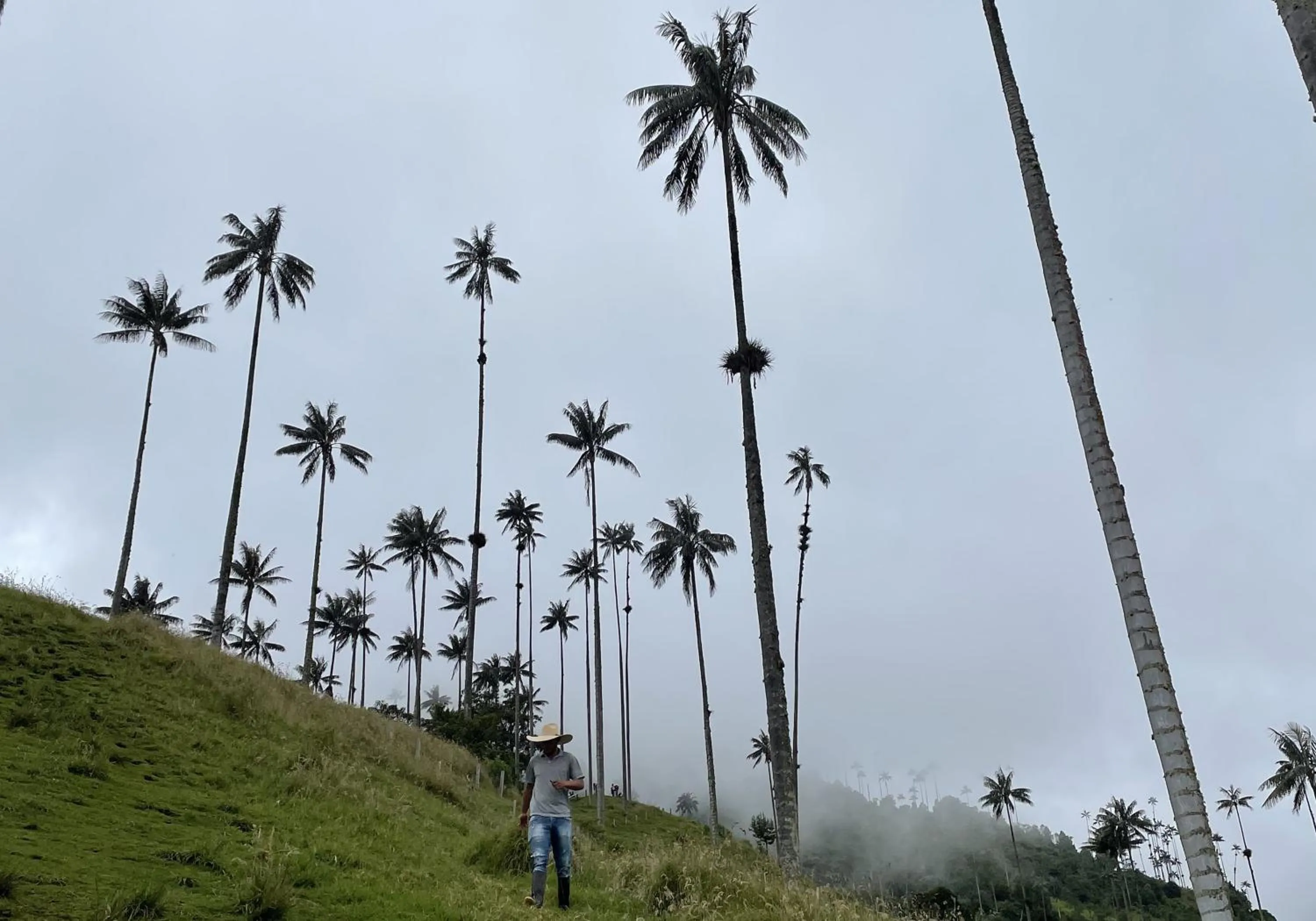 Natural landscape in MuchoSur Quimbaya
