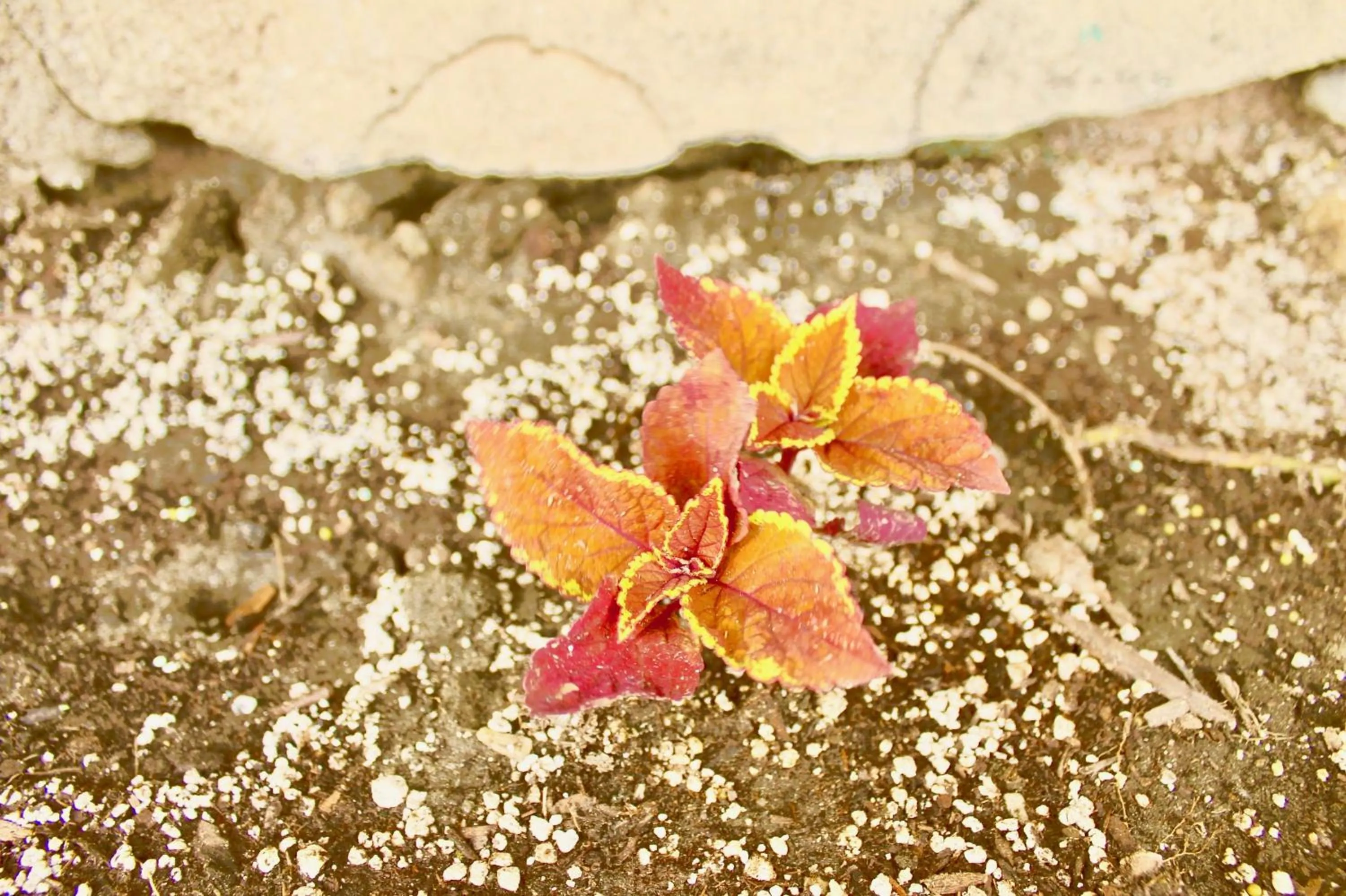 Garden in Arlington Motel