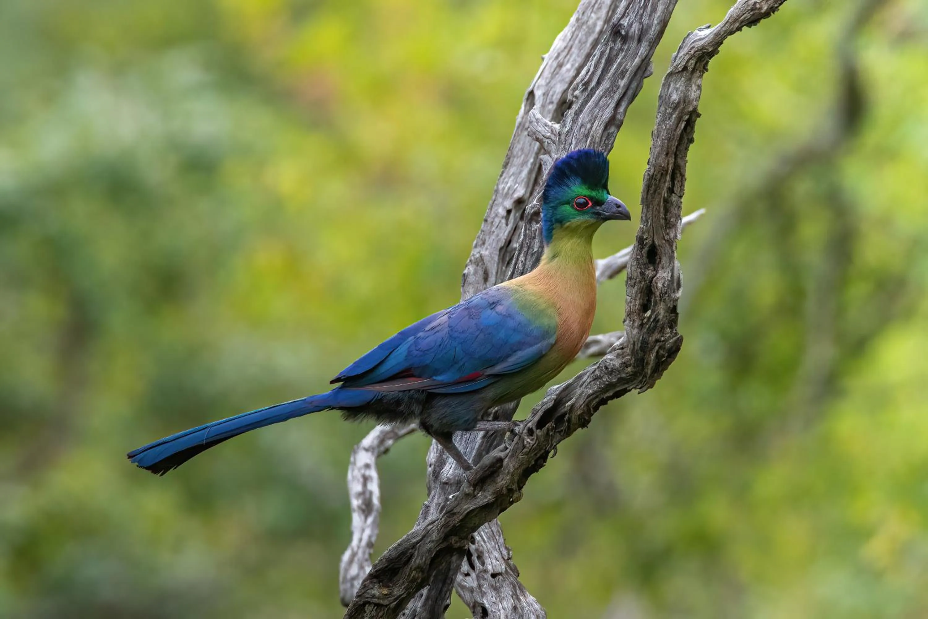 Animals in Valley Lodge - Babanango Game Reserve