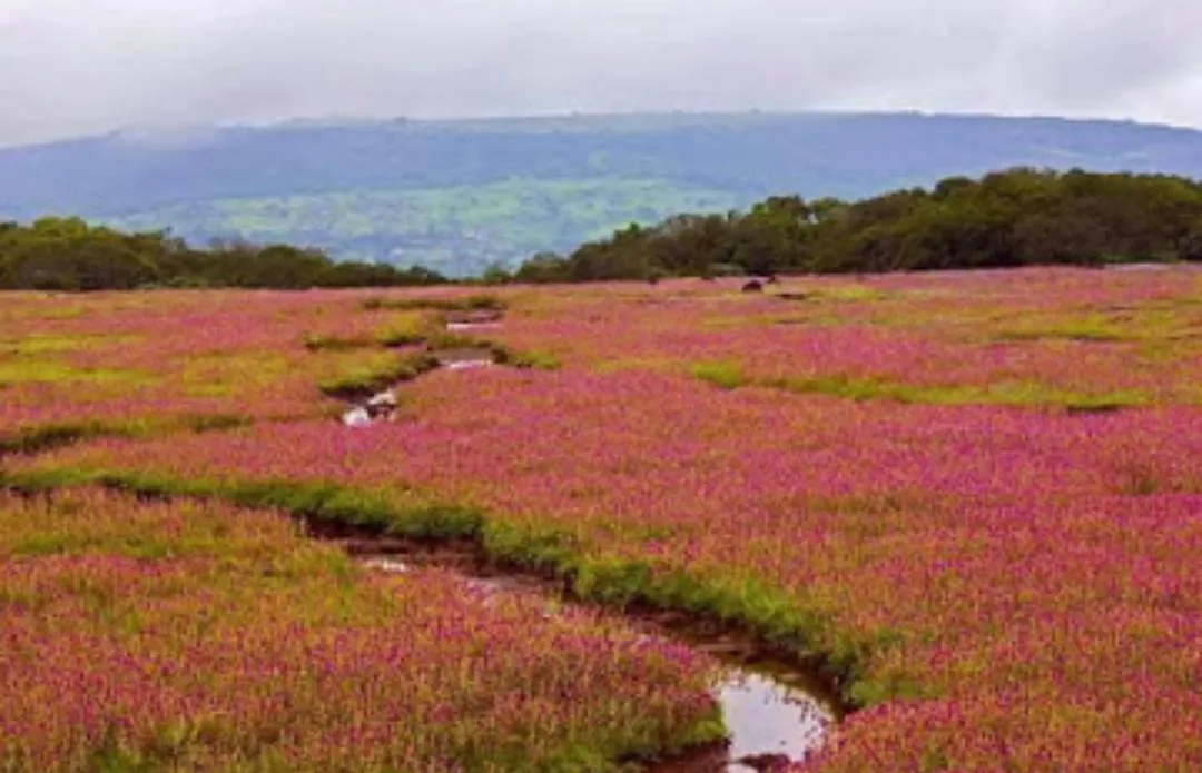 Natural landscape in Vamoose Laxmi Hill Resort