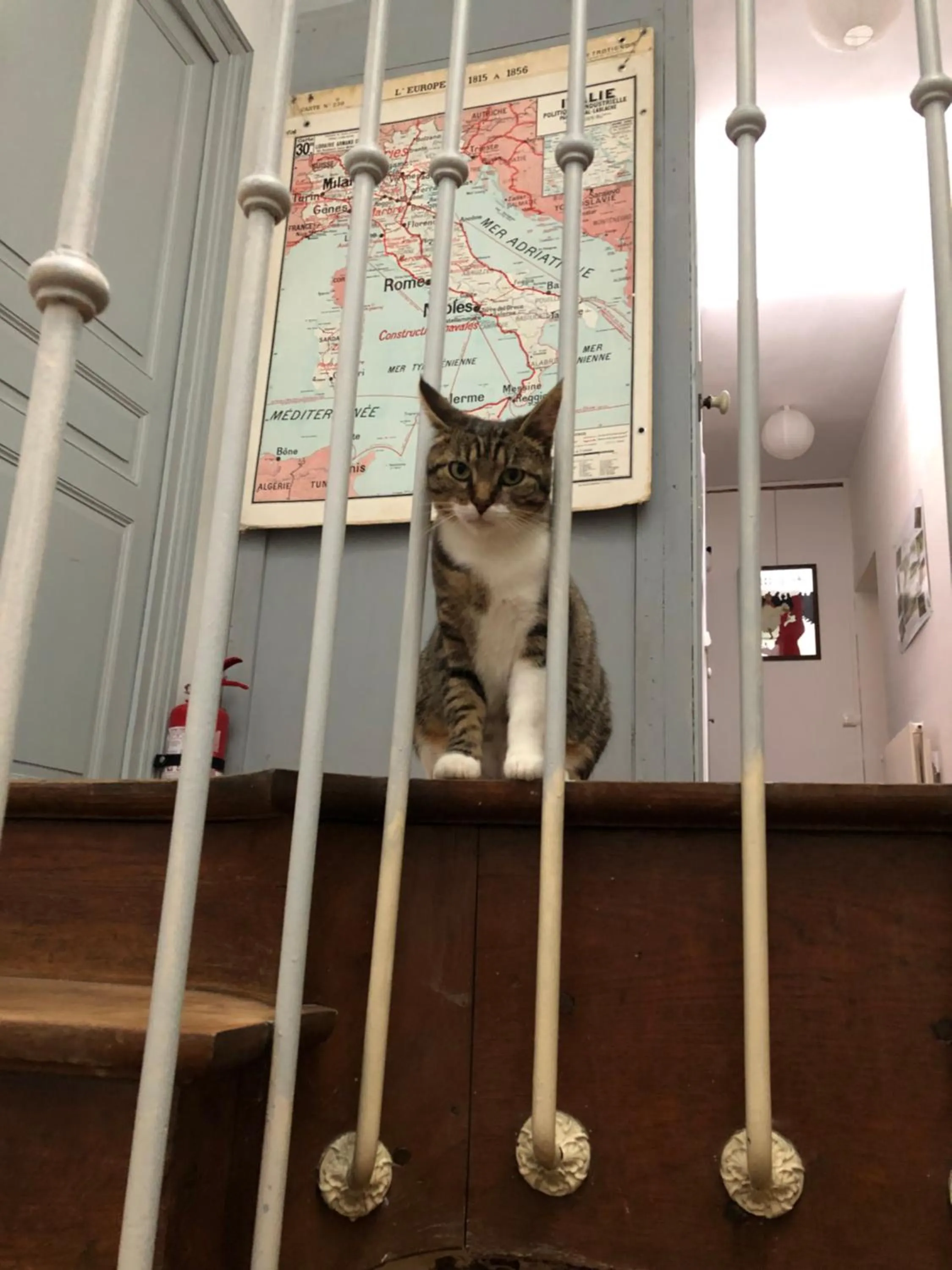 Pets in Chambre-studio Le 42