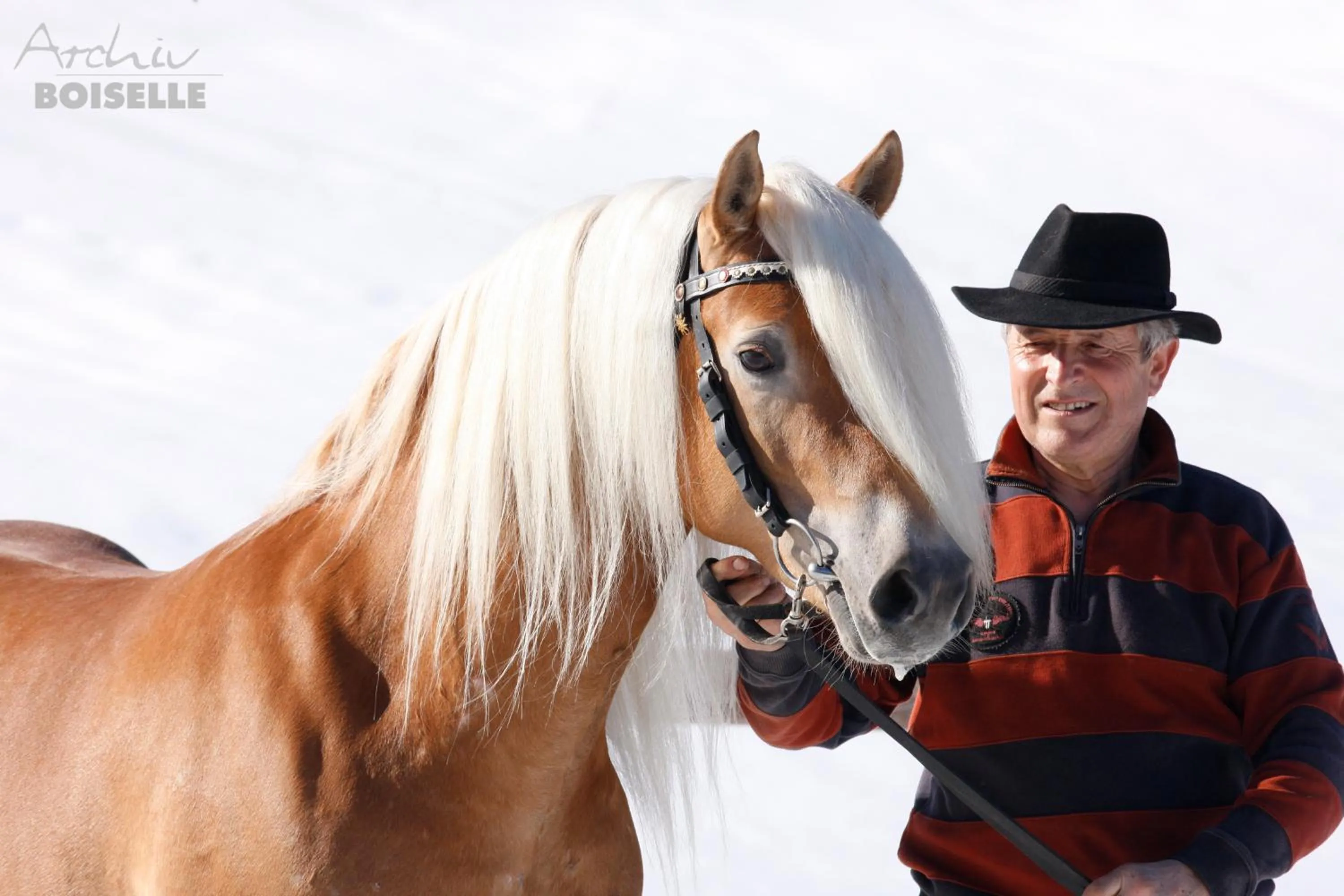 Animals in Haflingerhof