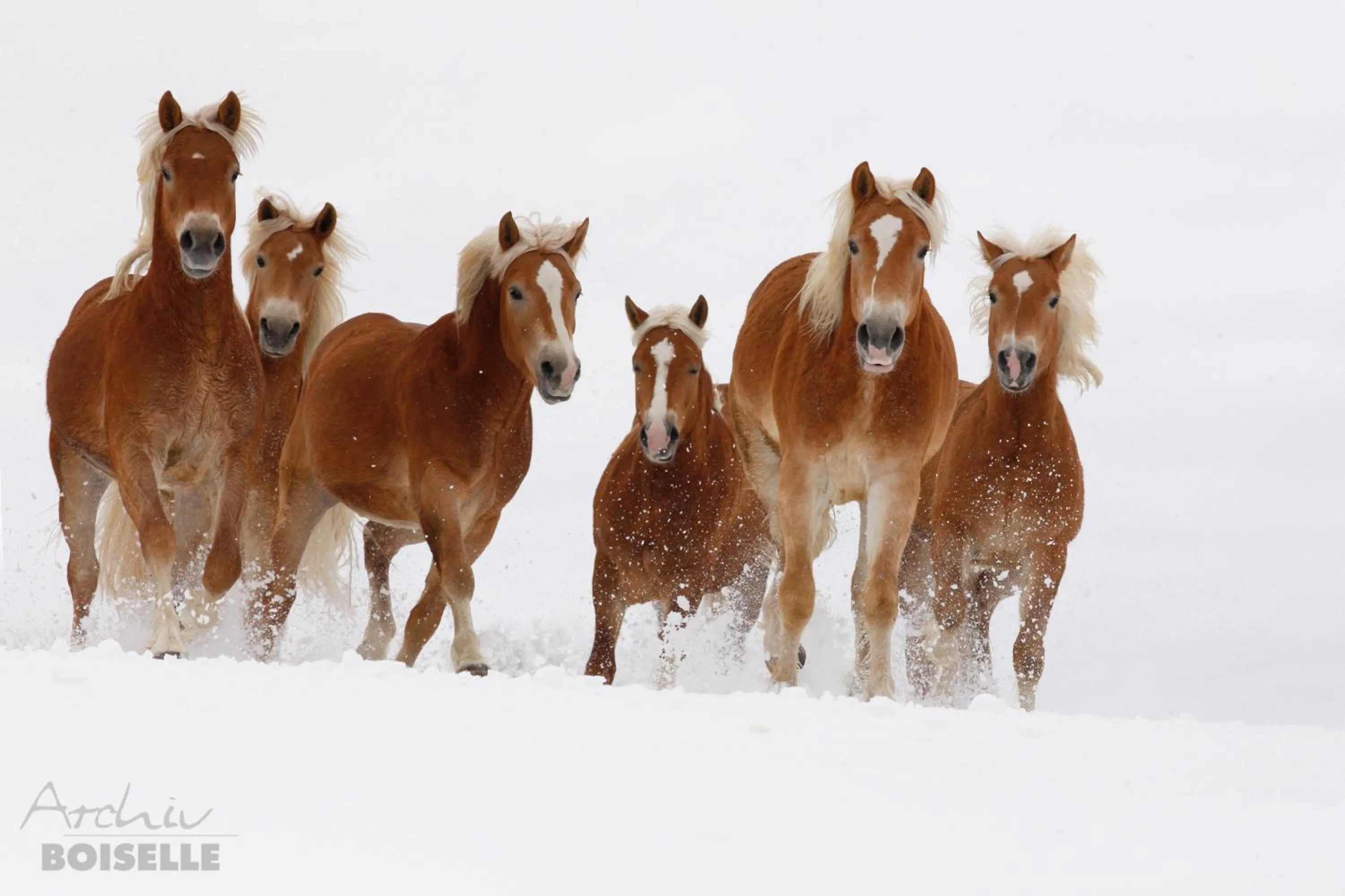 Animals in Haflingerhof