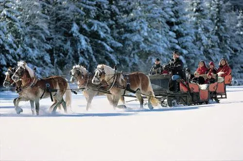 Horse-riding in Haflingerhof