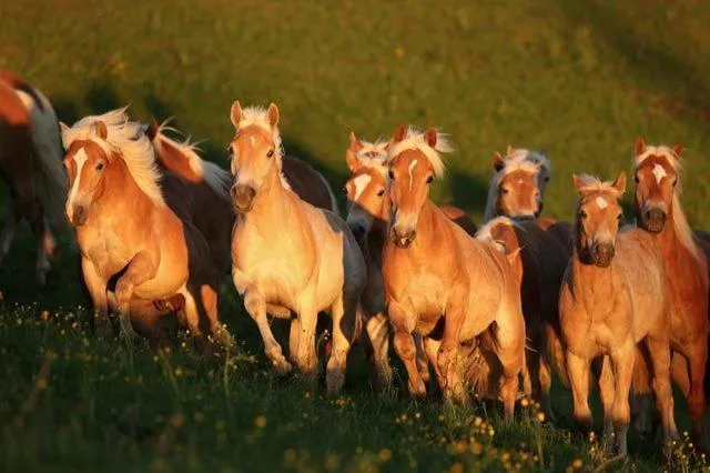 Animals in Haflingerhof