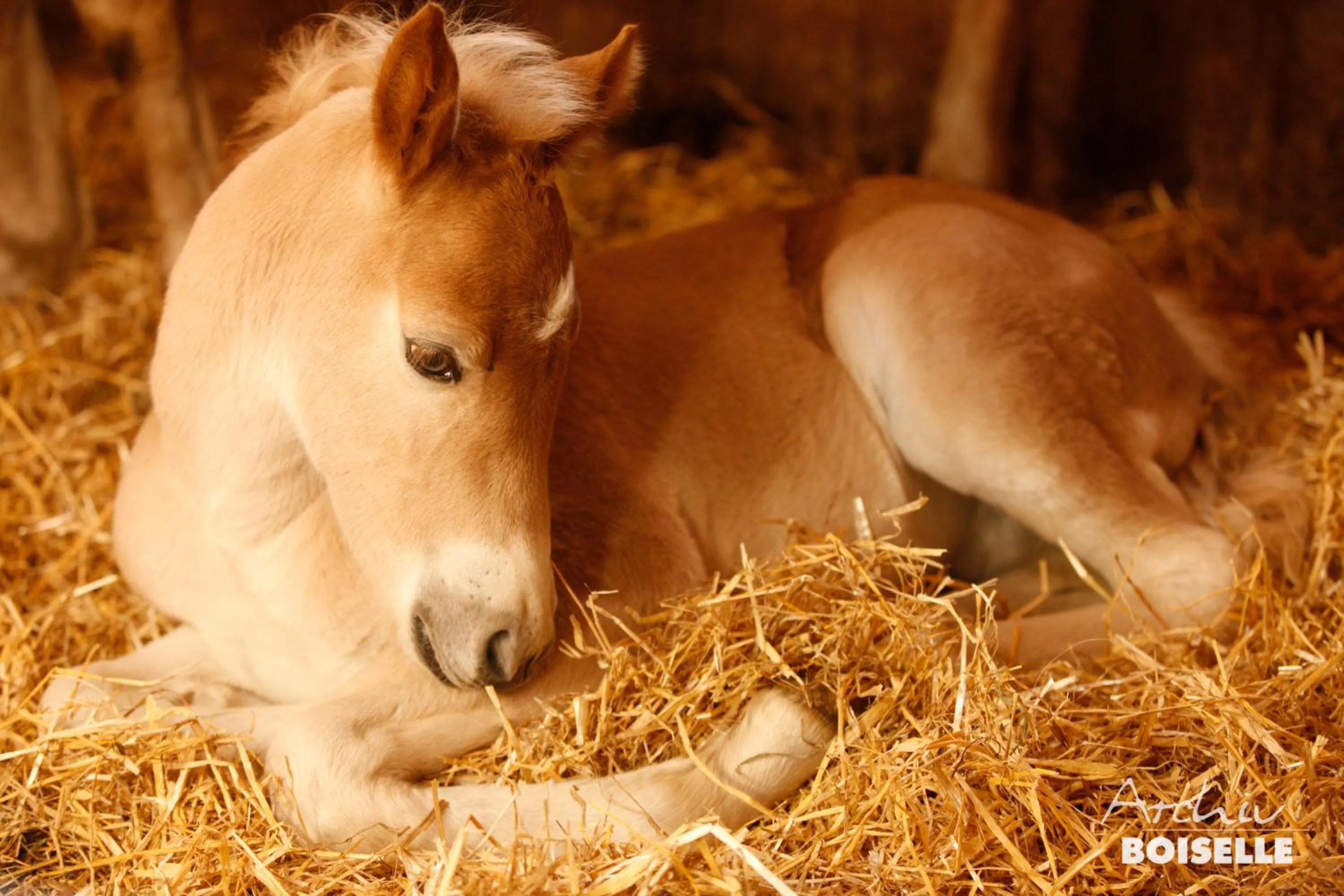 Animals in Haflingerhof