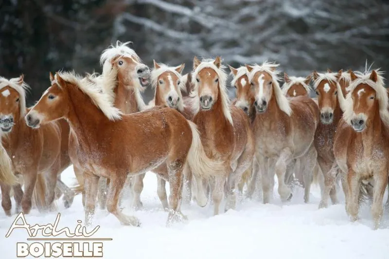 Animals in Haflingerhof