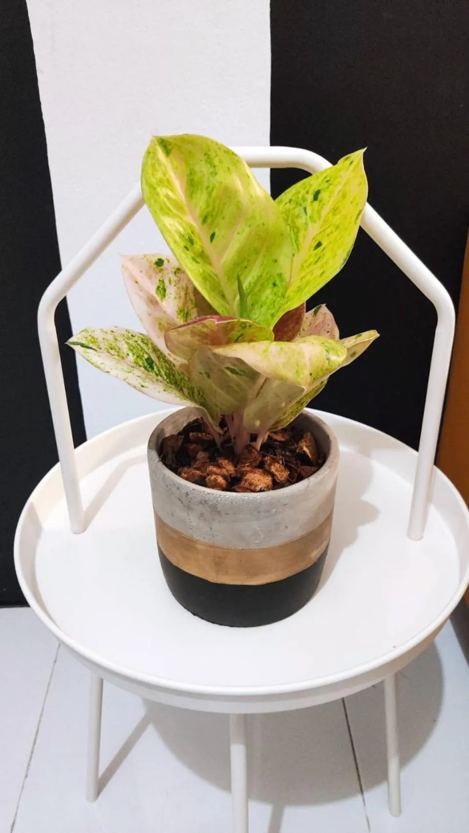 Nap at 265 Donmeaung