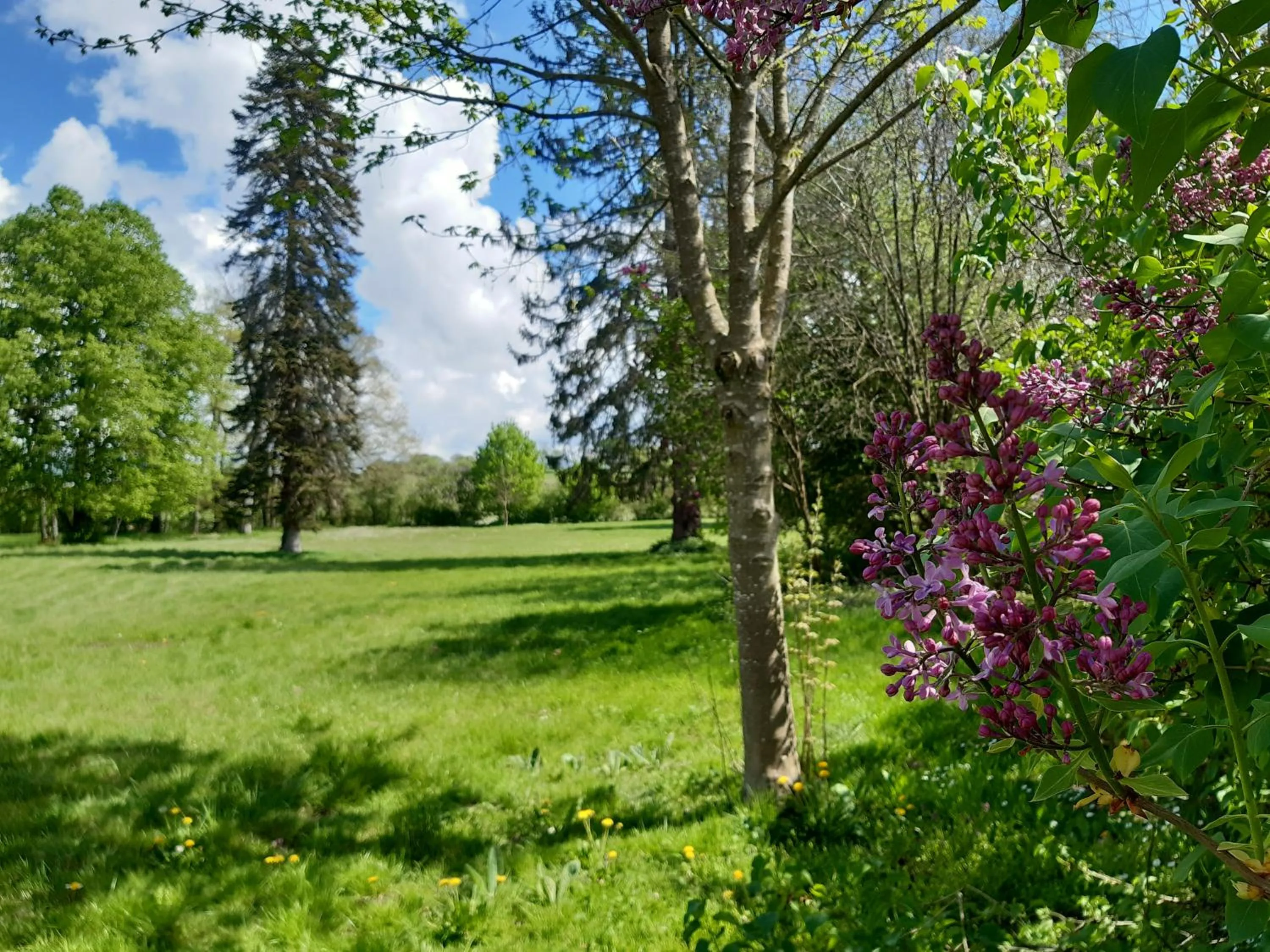 Garden in Château de Mongazon