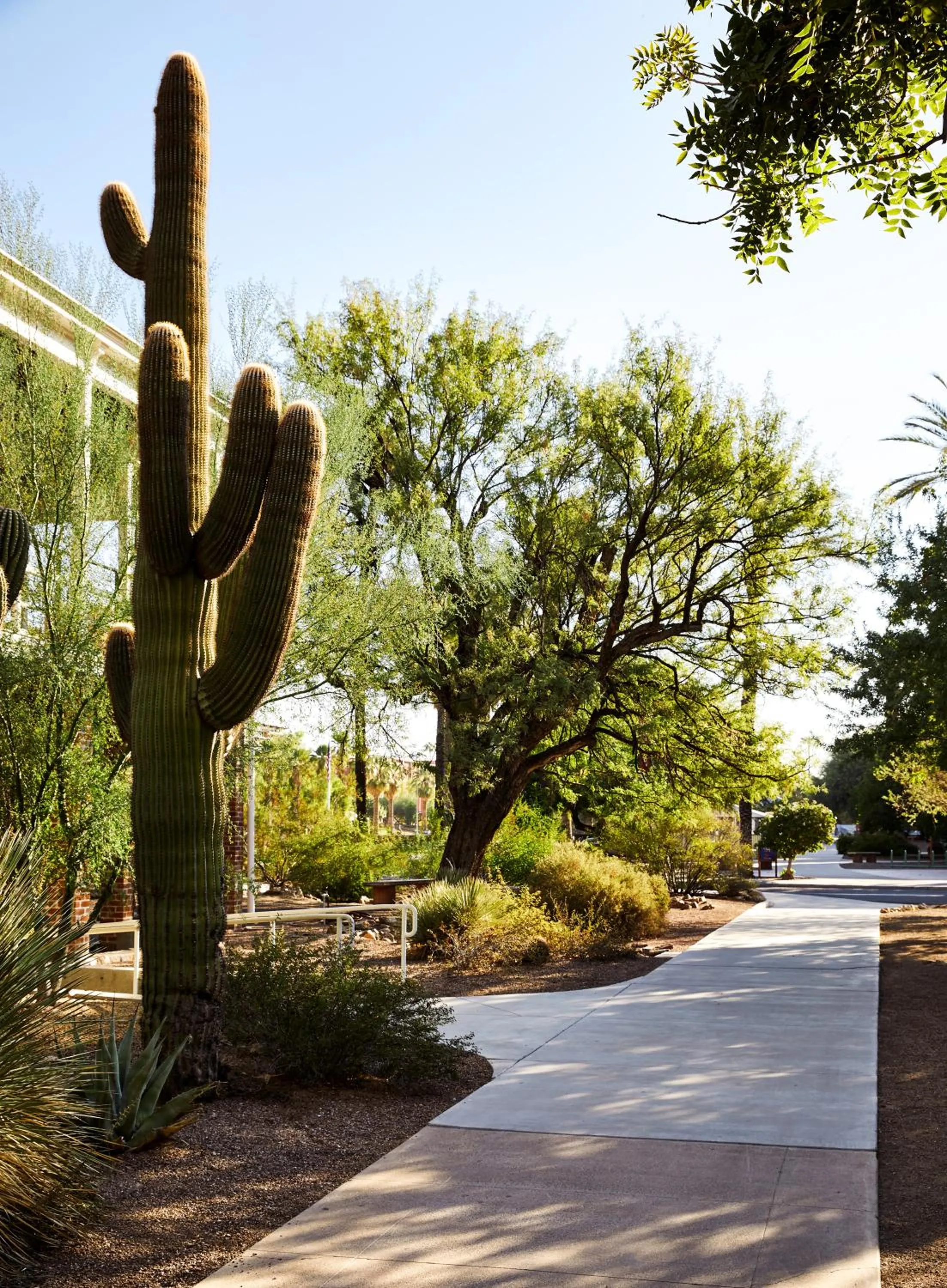 Garden in Graduate by Hilton Tucson