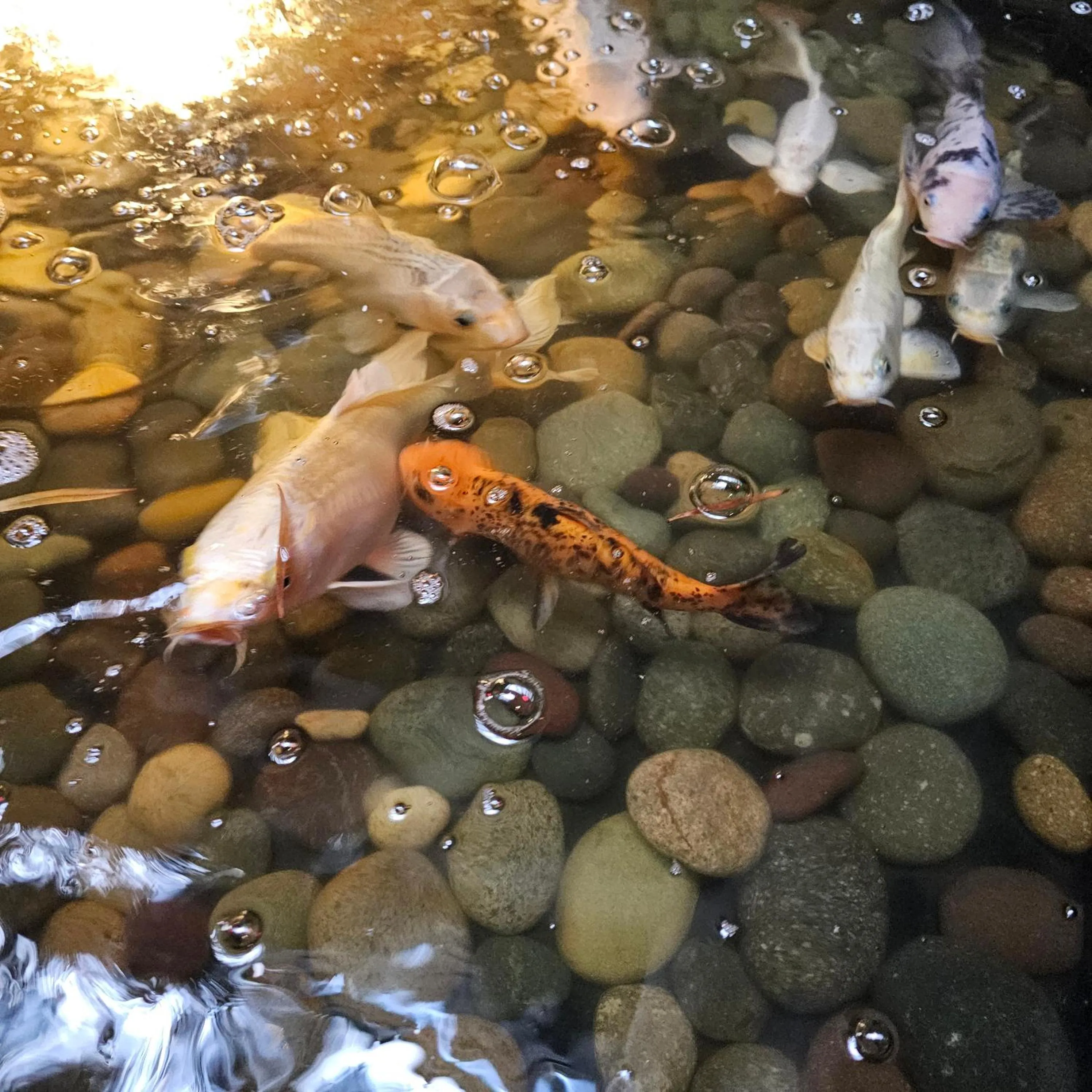 Area and facilities in HOTEL RIO RITA