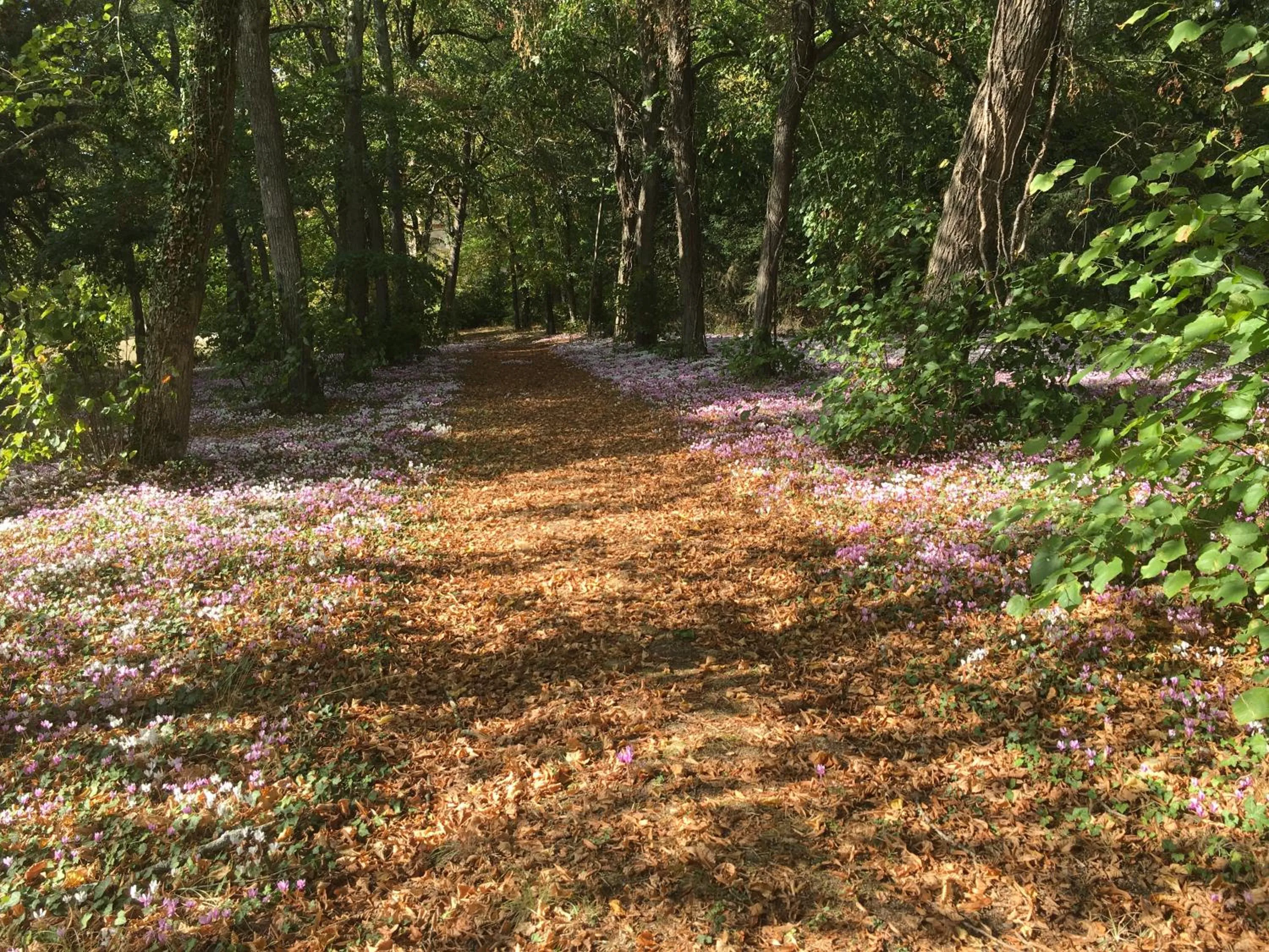 Natural landscape in Château de Praslins