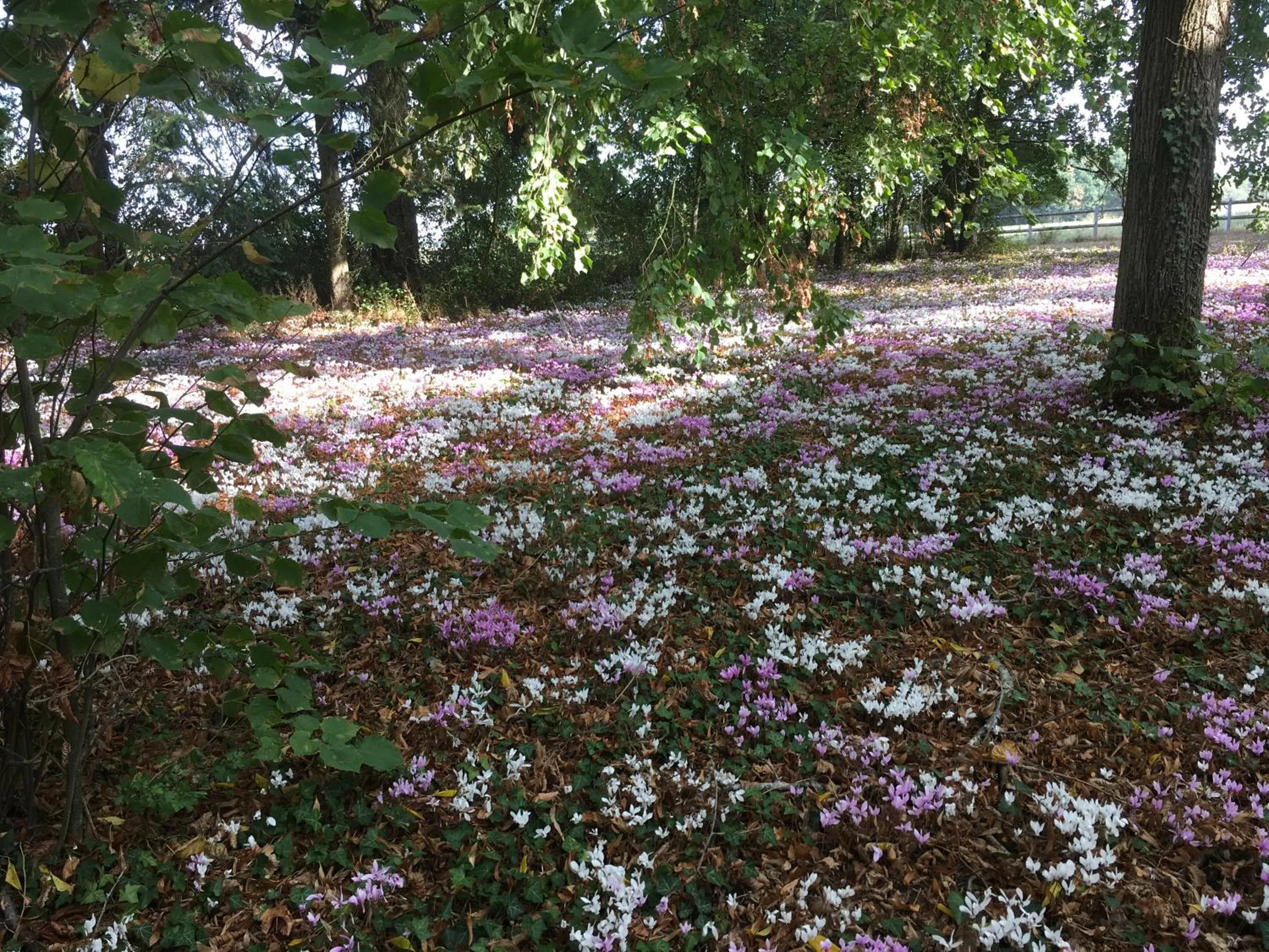 Property building in Château de Praslins