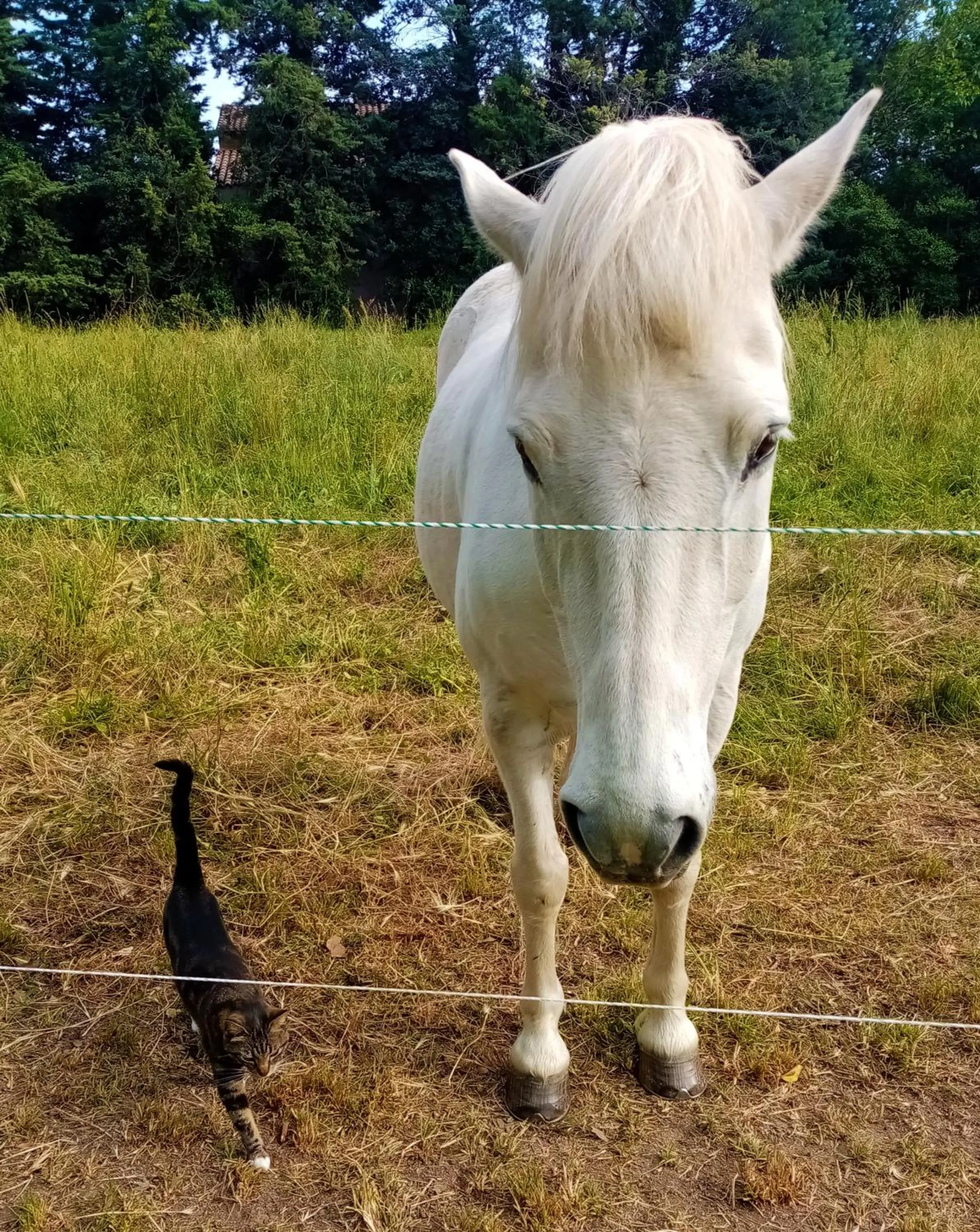 Animals in Embarben Maison d'hôtes