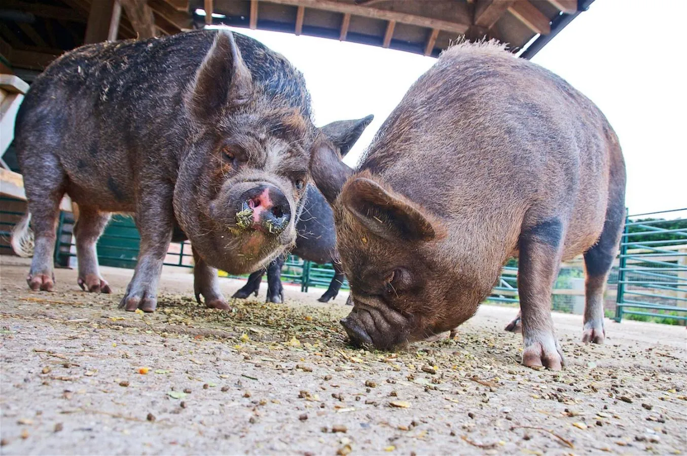 Animals in Northlands Farm - Old Farm Cottage