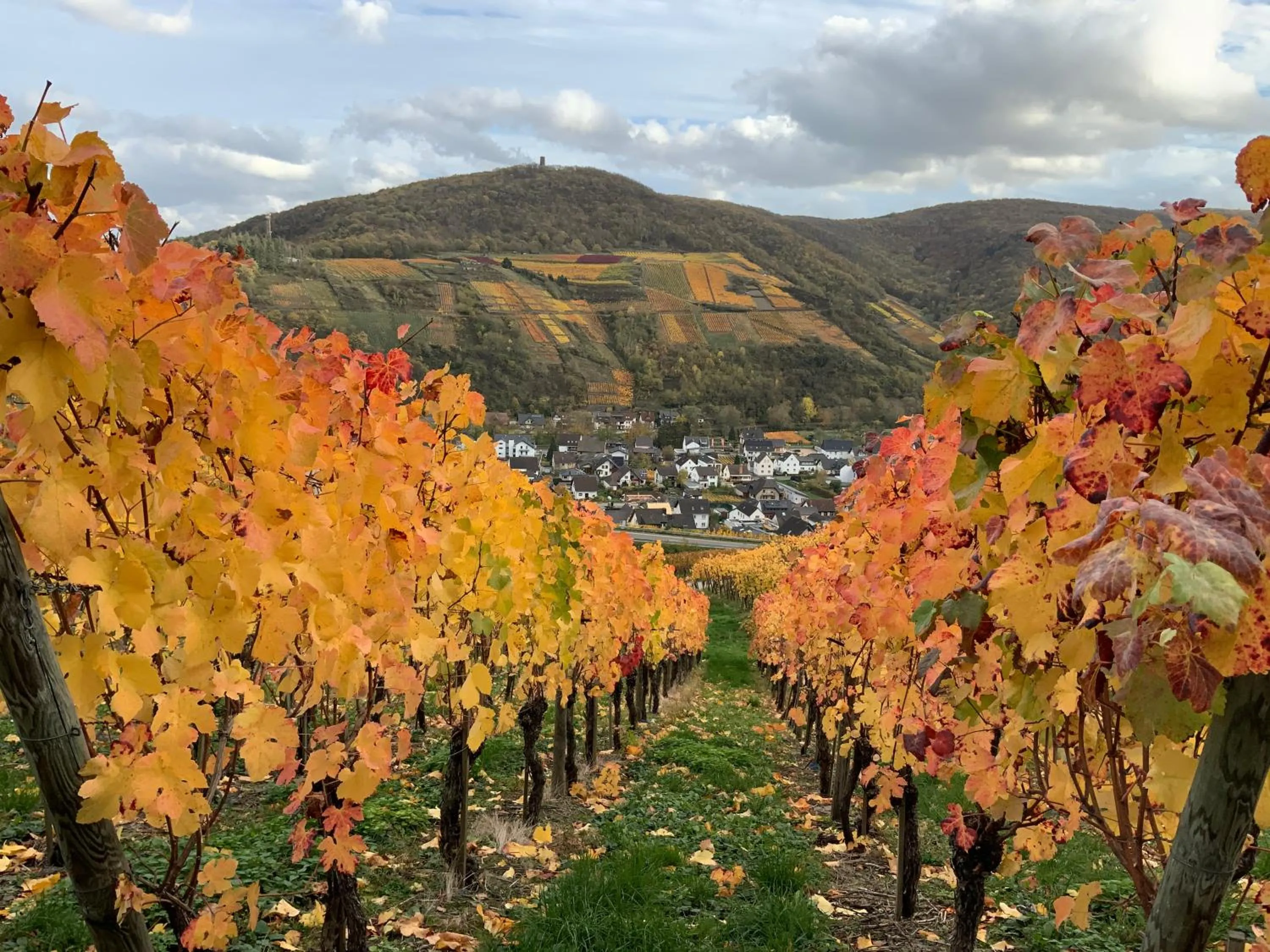 Hiking in RheinVilla ARTE