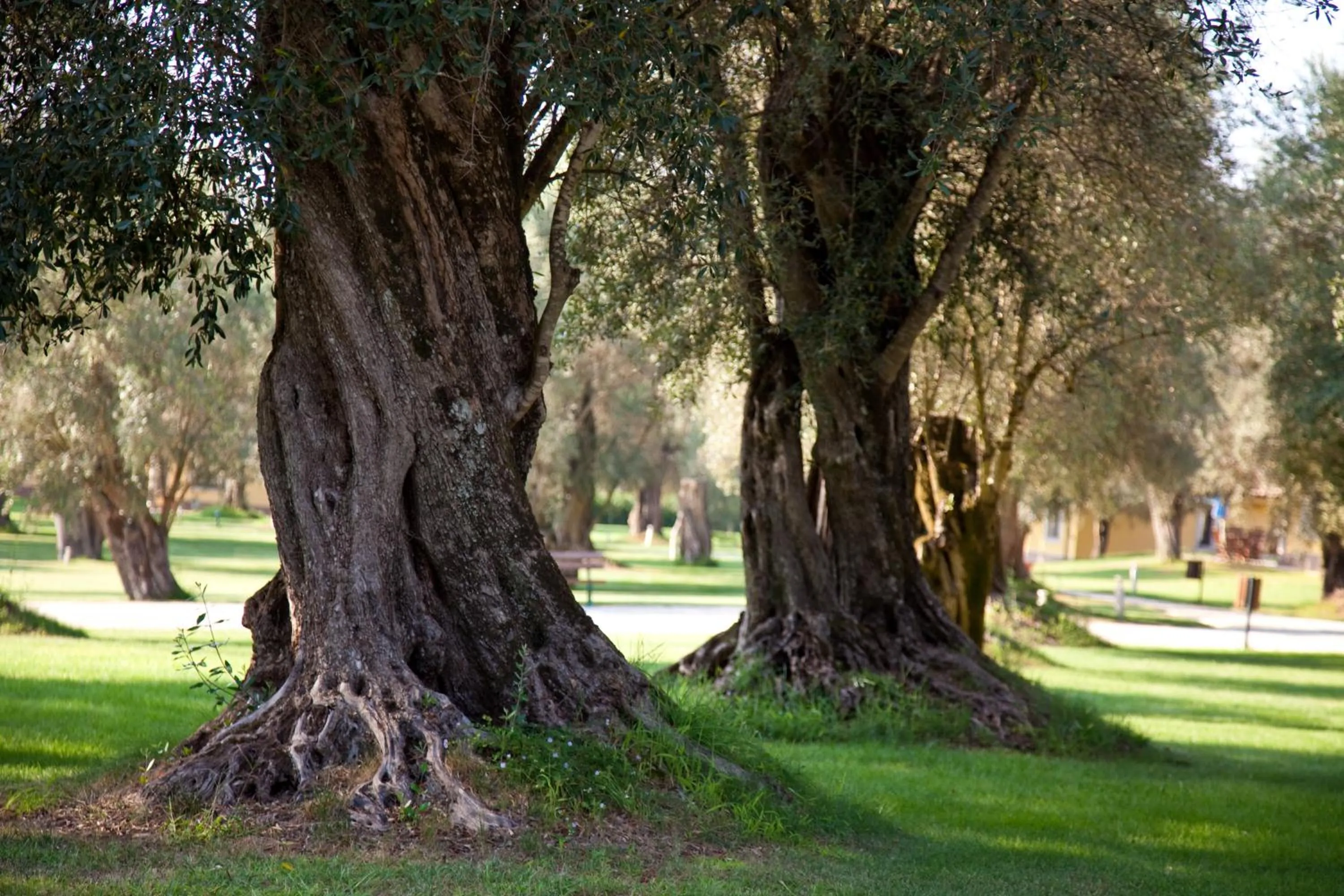 Garden in Uliveto Principessa Resort