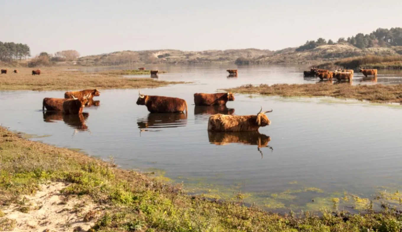 Natural landscape in Eco Hotel Plantage Rococo