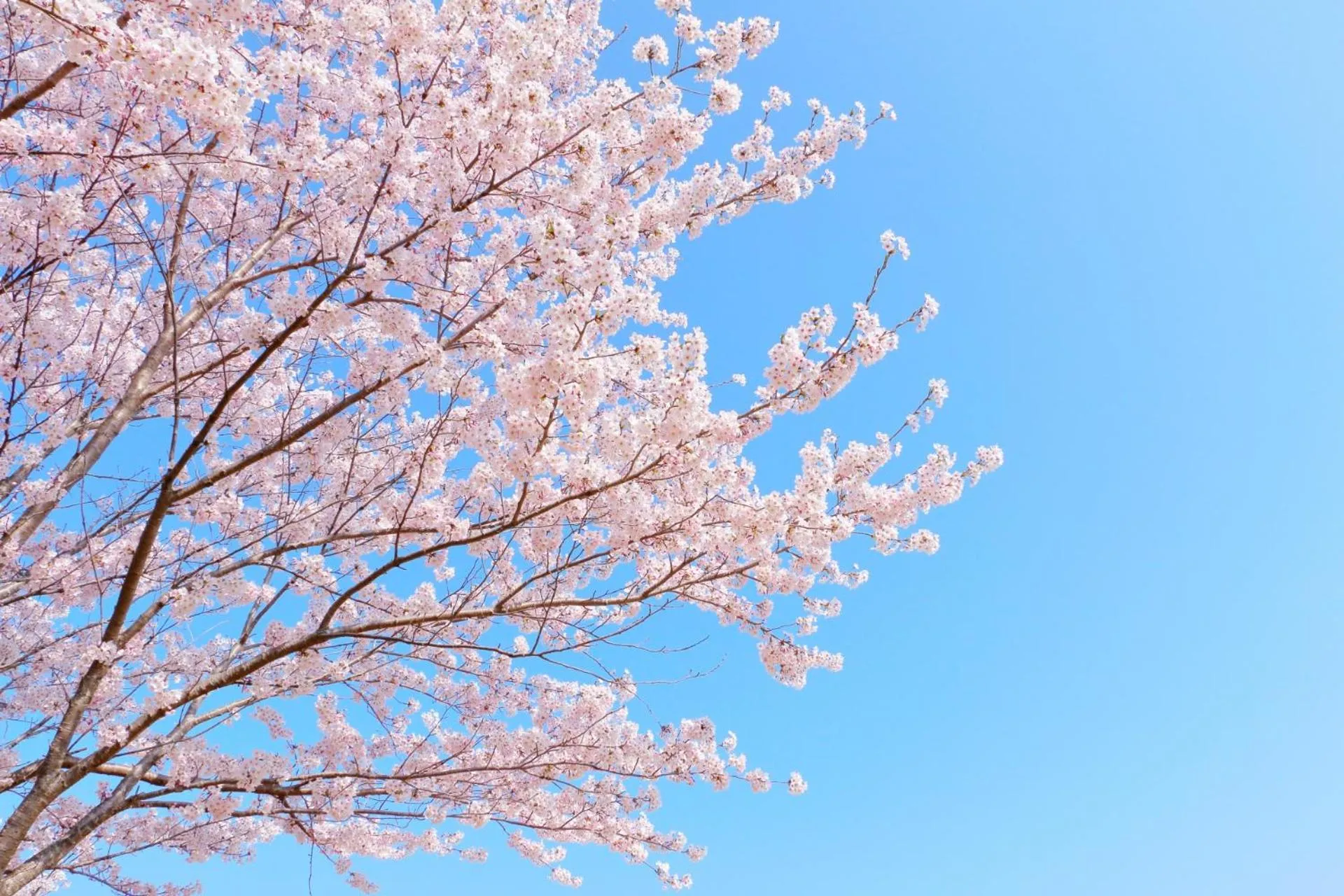 Nearby landmark in Stay SAKURA Tokyo ASAKUSA ART DECO HOTEL