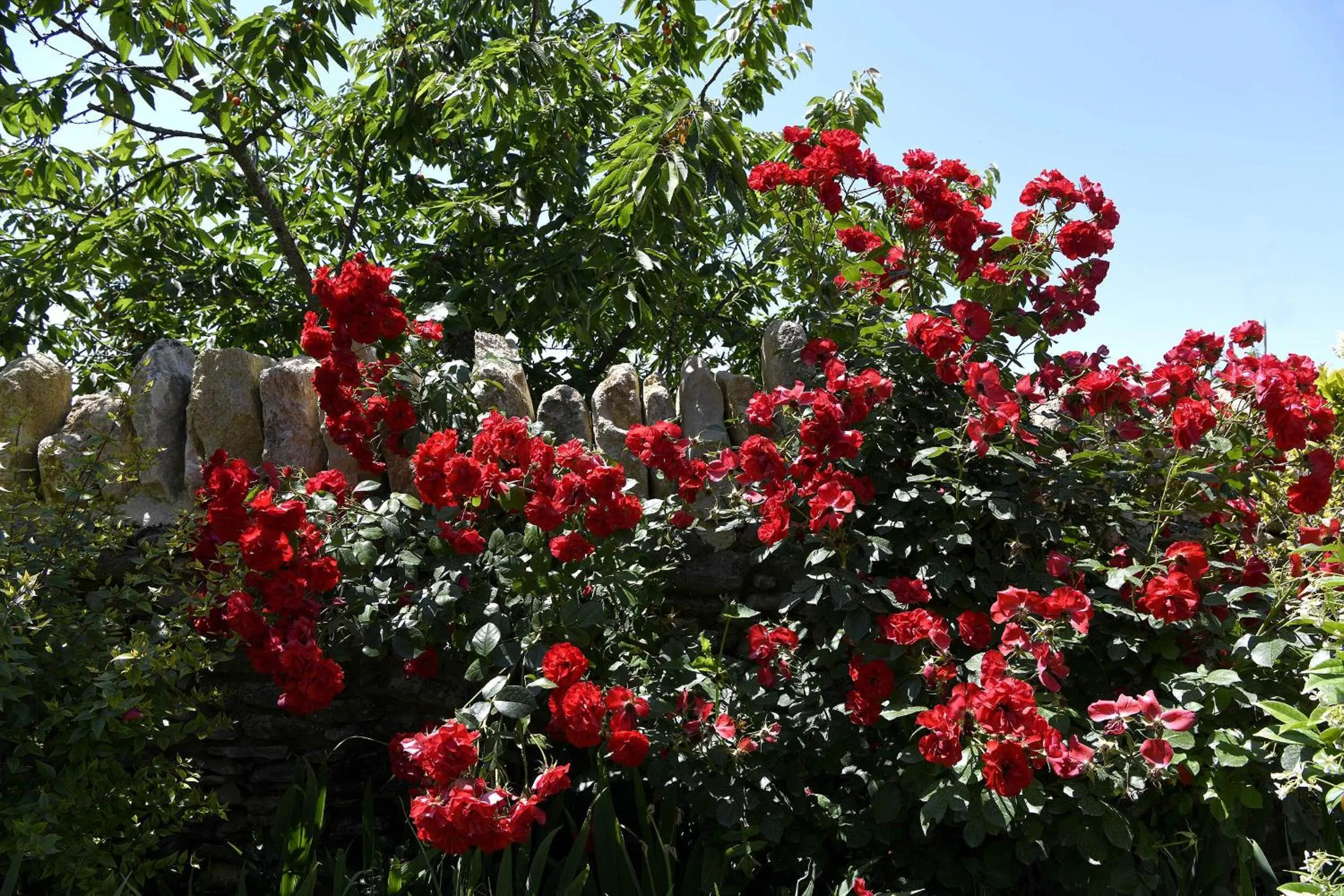 Garden in Bastide des Demoiselles