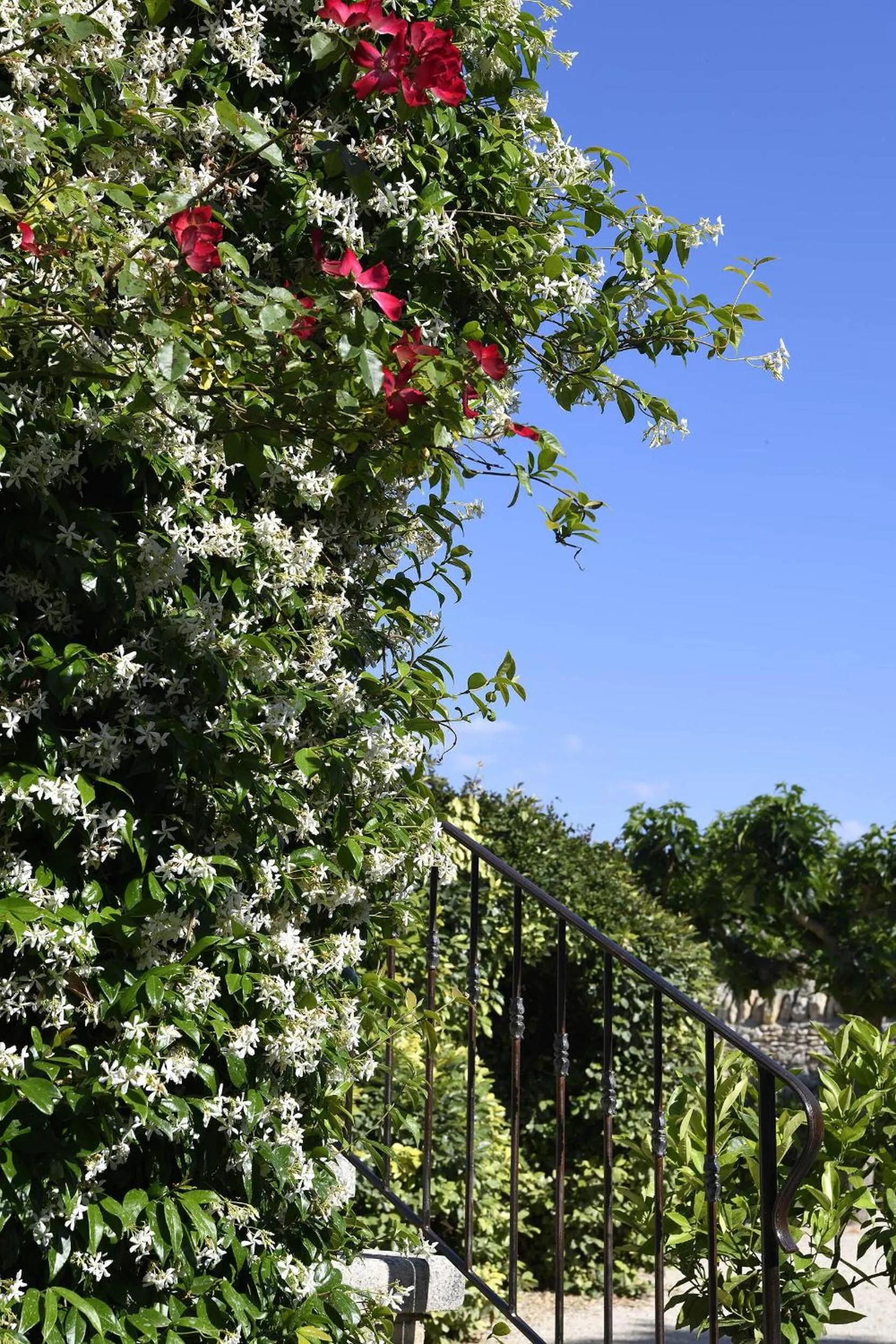 Garden in Bastide des Demoiselles