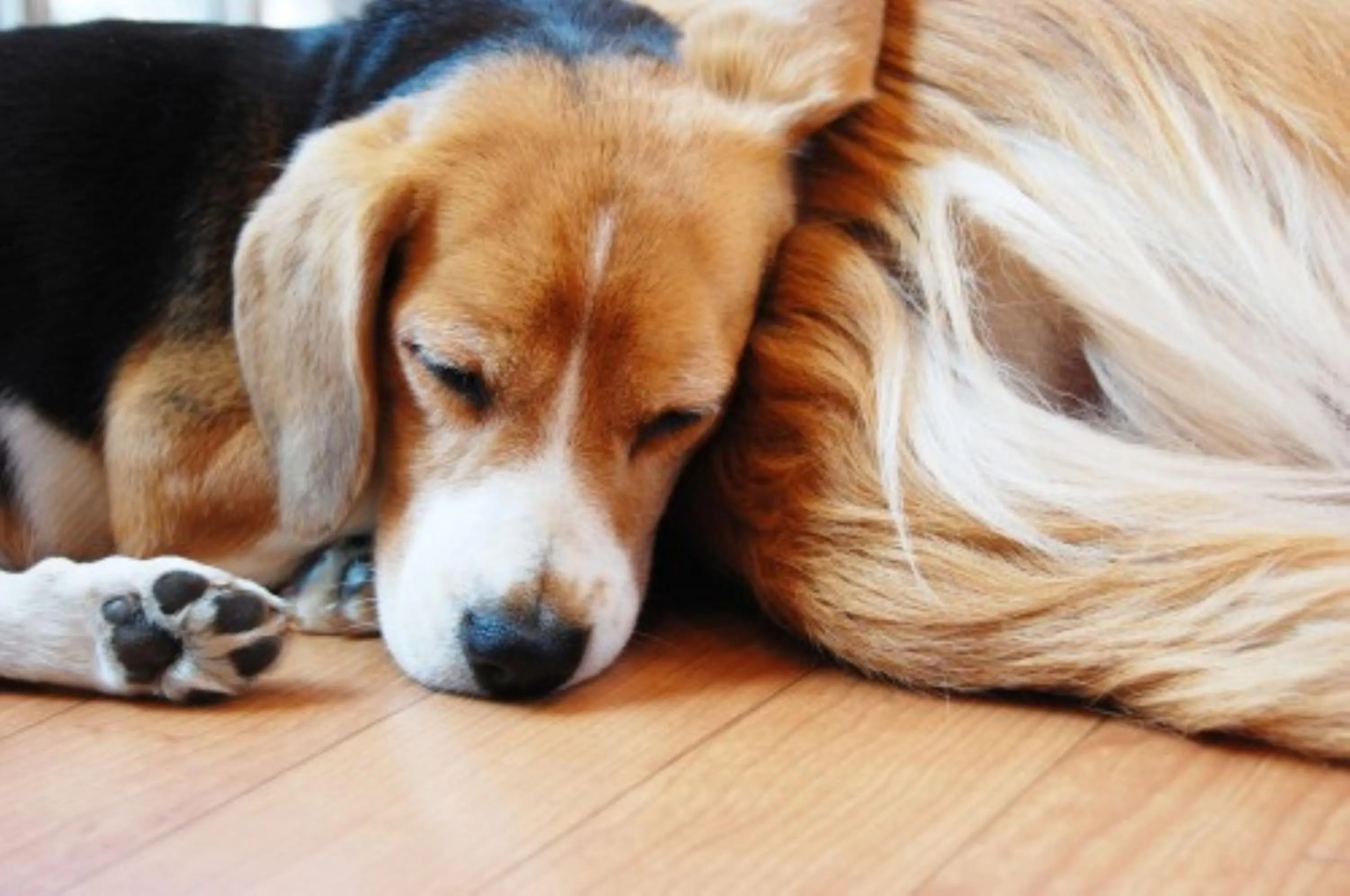 Pets in KAMOME SLOW HOTEL