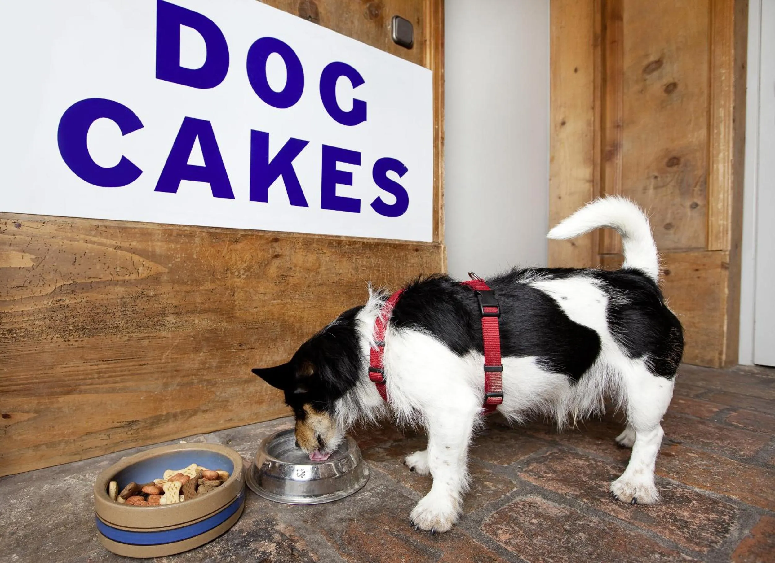 Animals in Appartement-Hotel Seespitz