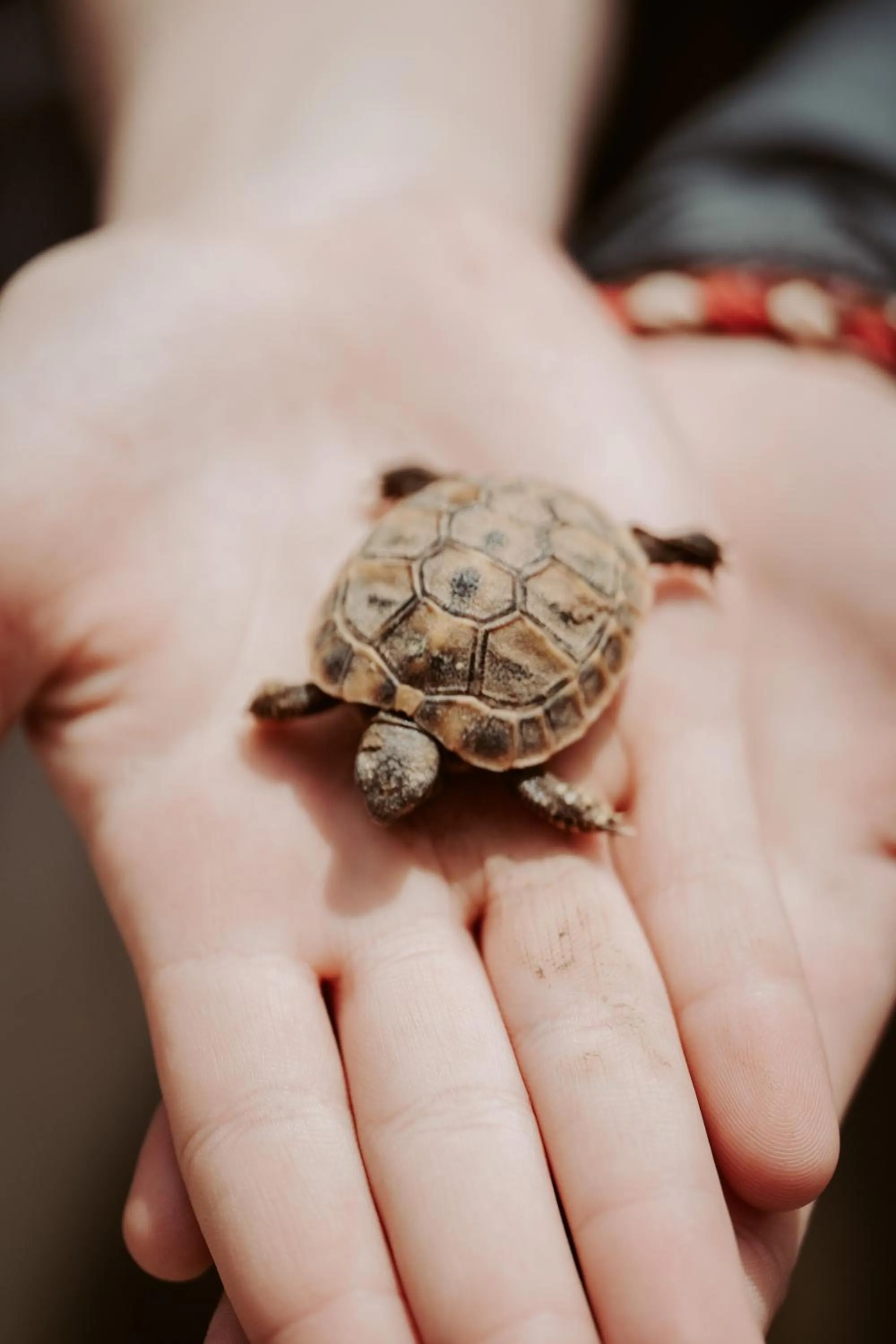 Decorative detail in HOTEL ANSEL