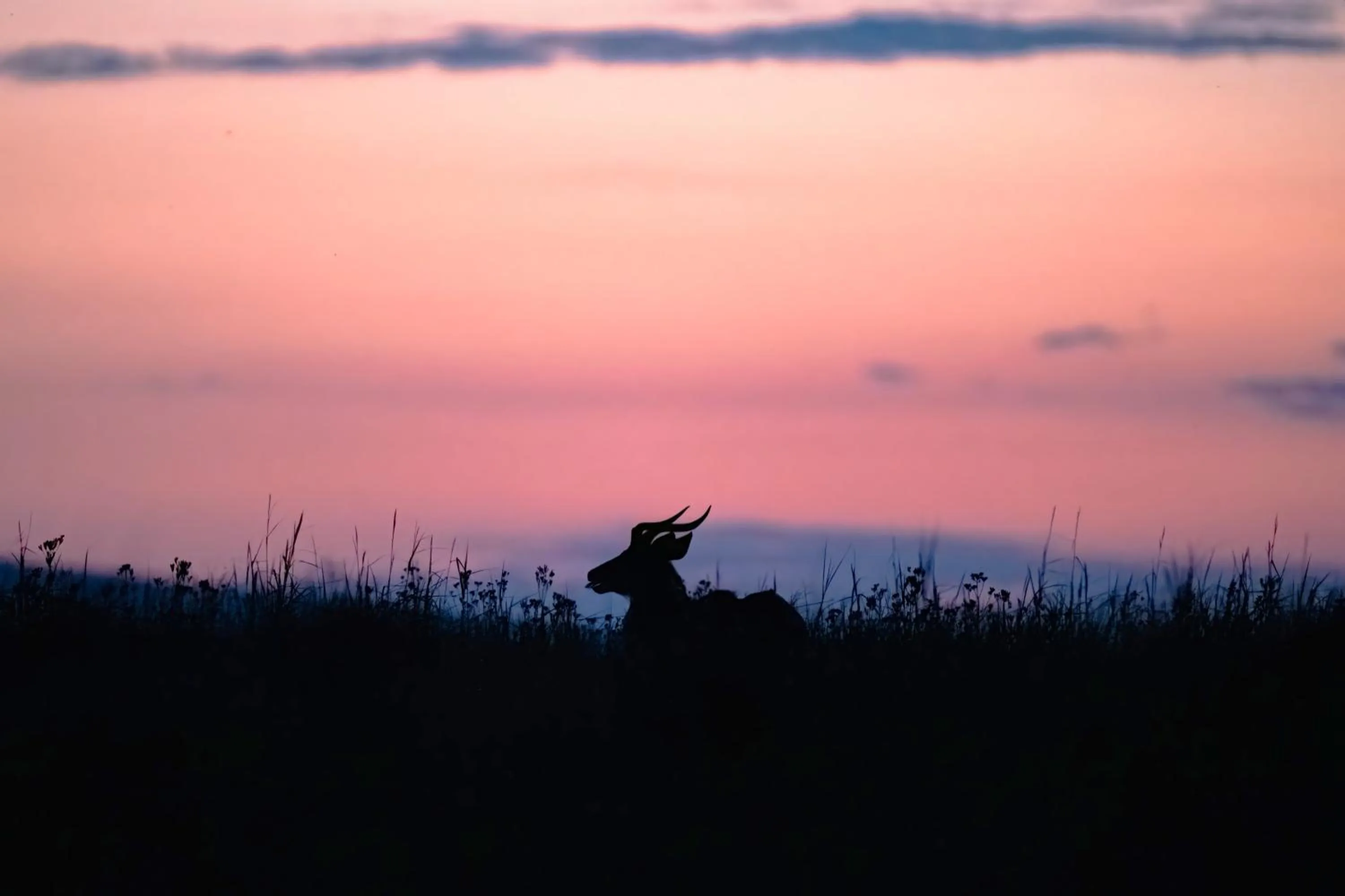 Animals in Zulu Rock Lodge - Babanango Game Reserve