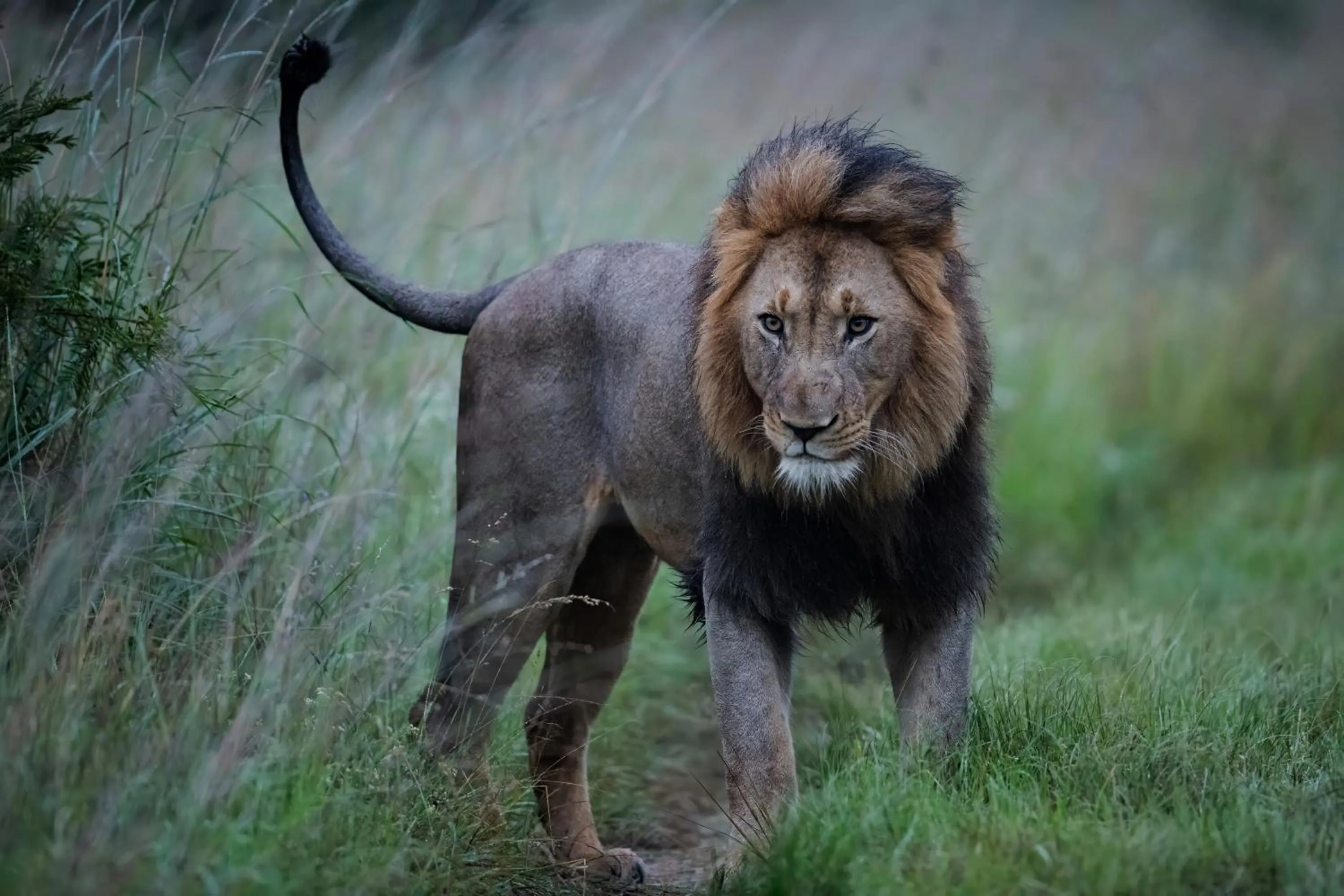 Animals in Zulu Rock Lodge - Babanango Game Reserve