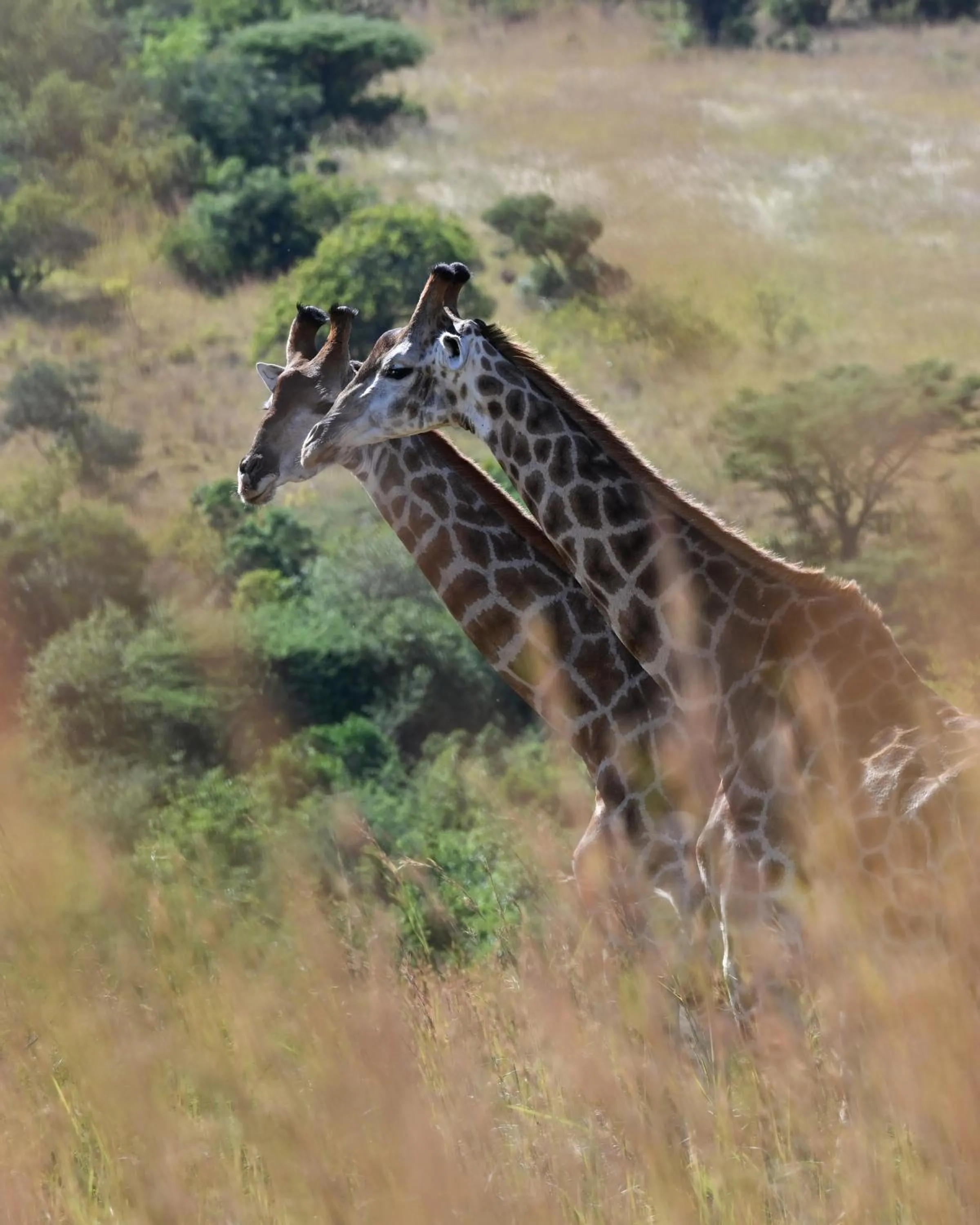 Animals in Zulu Rock Lodge - Babanango Game Reserve