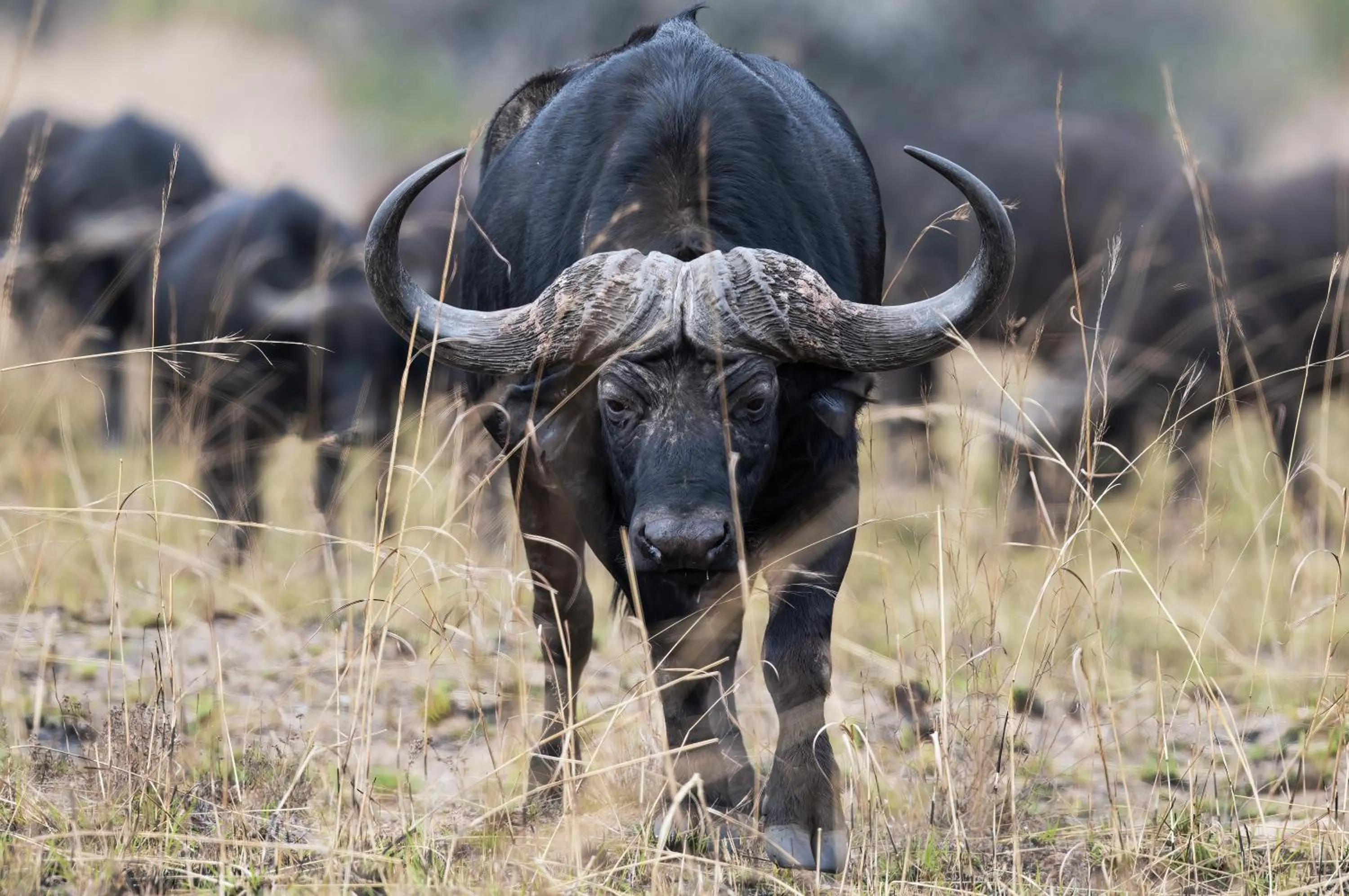 Animals in Zulu Rock Lodge - Babanango Game Reserve