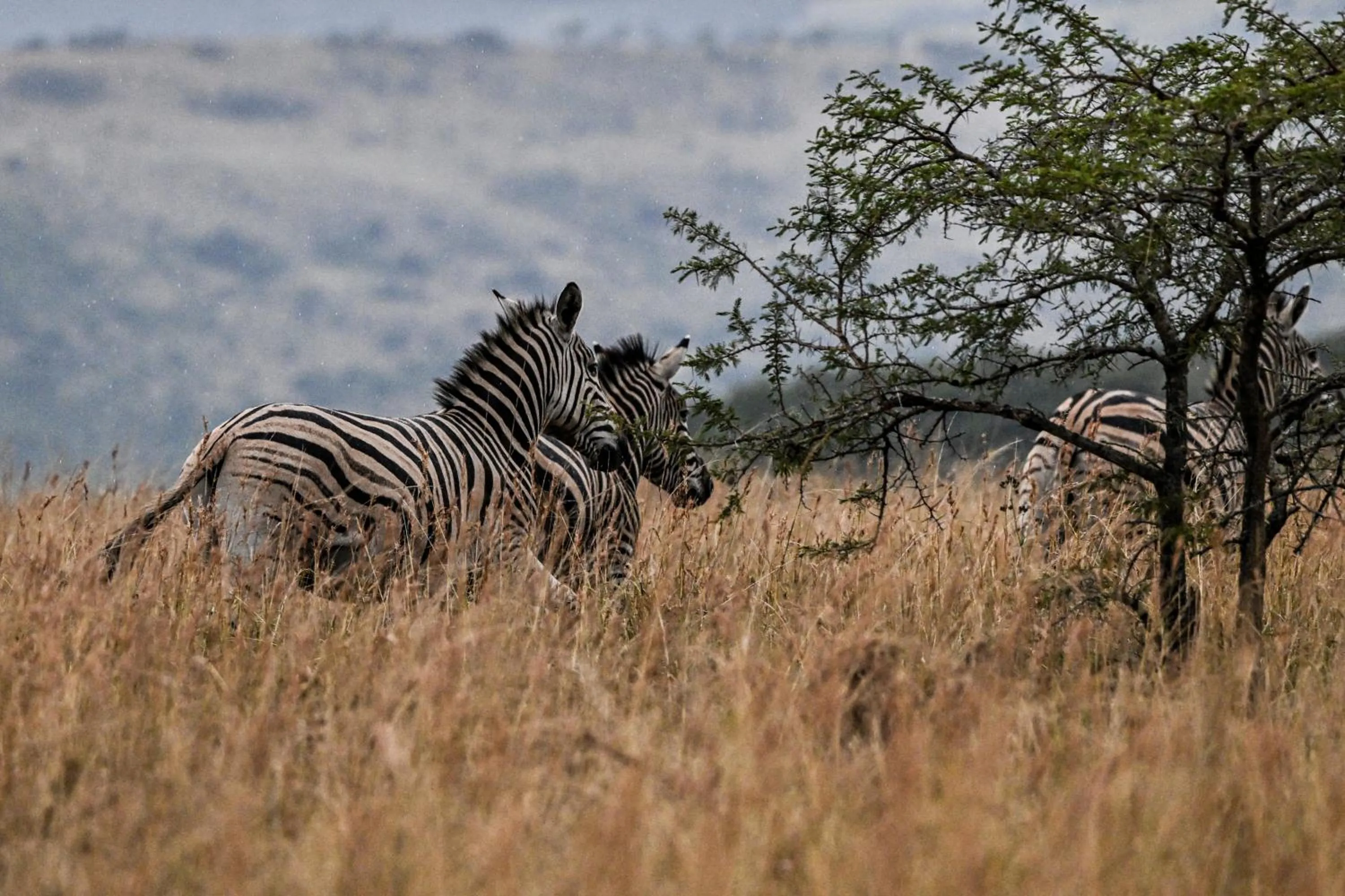Animals in Zulu Rock Lodge - Babanango Game Reserve