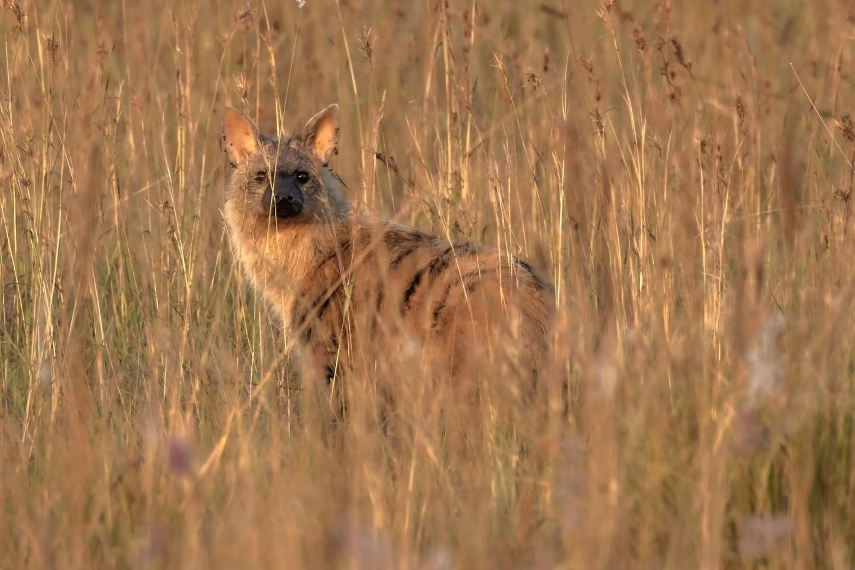 Animals in Zulu Rock Lodge - Babanango Game Reserve