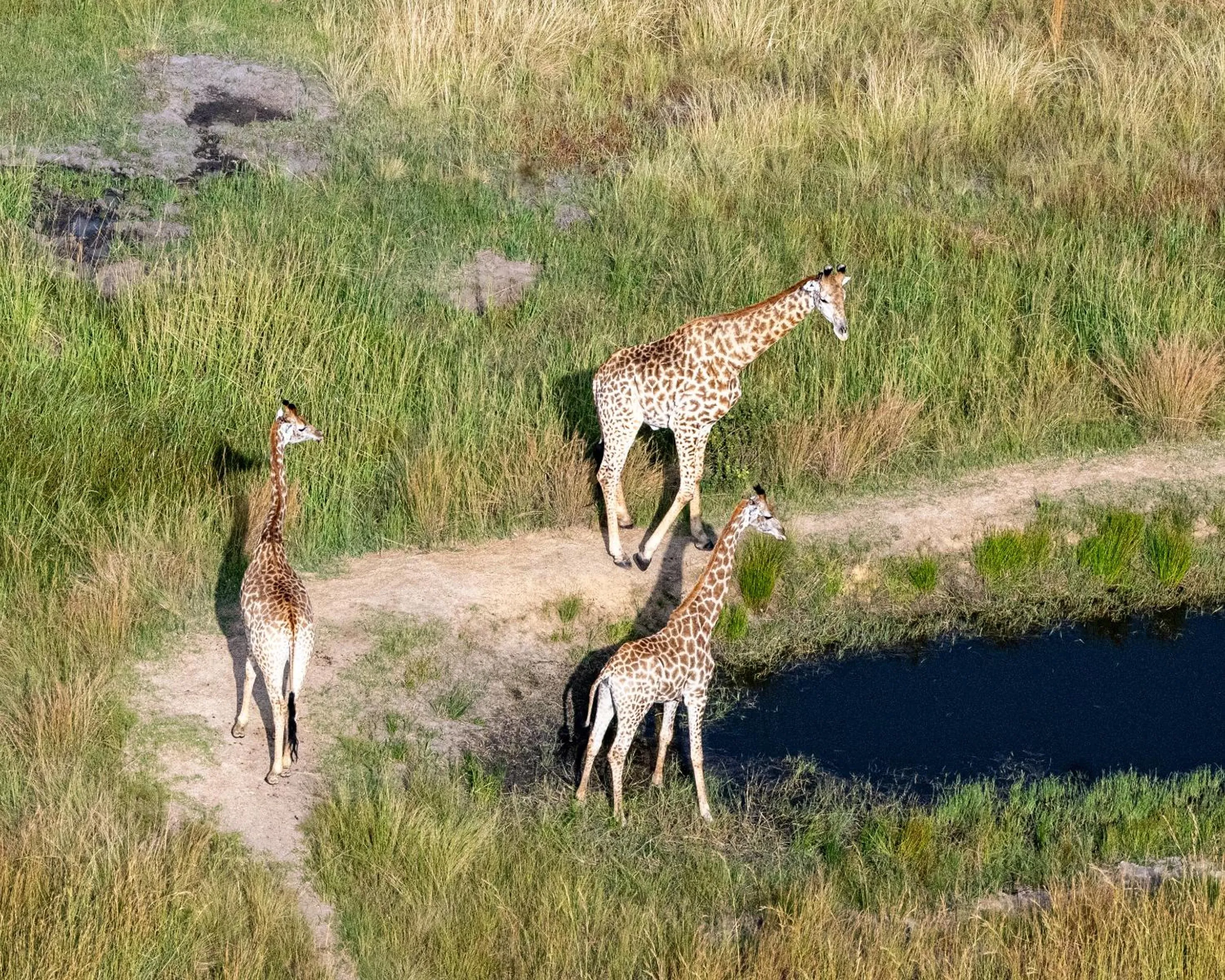 Animals in Zulu Rock Lodge - Babanango Game Reserve