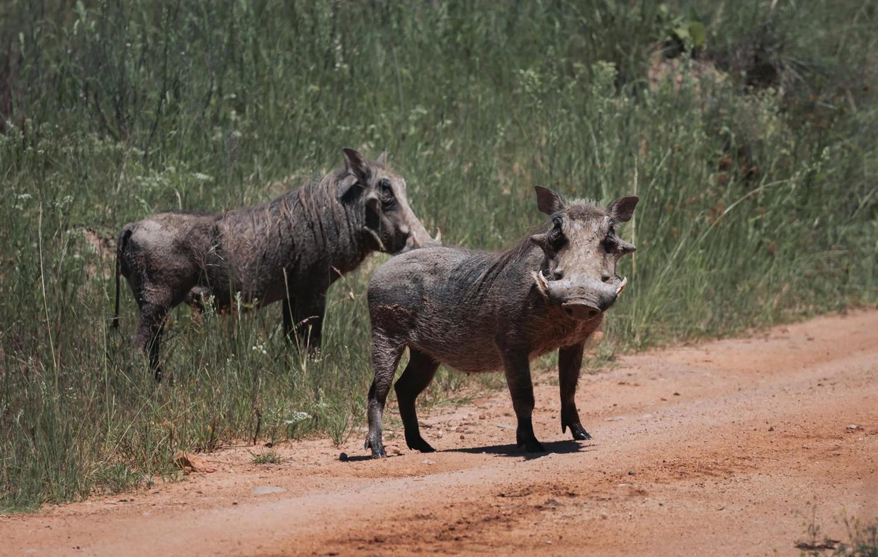 Animals in Zulu Rock Lodge - Babanango Game Reserve