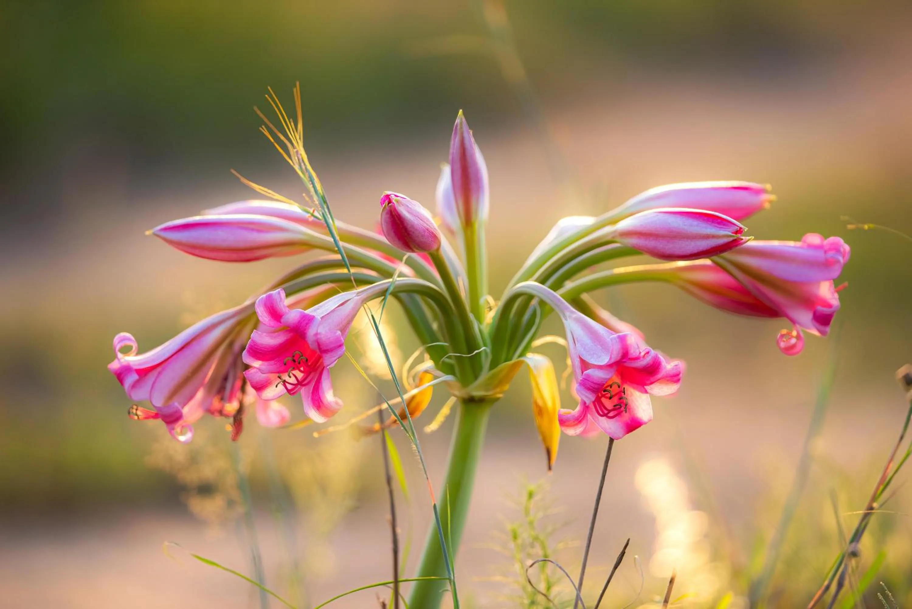Natural landscape in Zulu Rock Lodge - Babanango Game Reserve